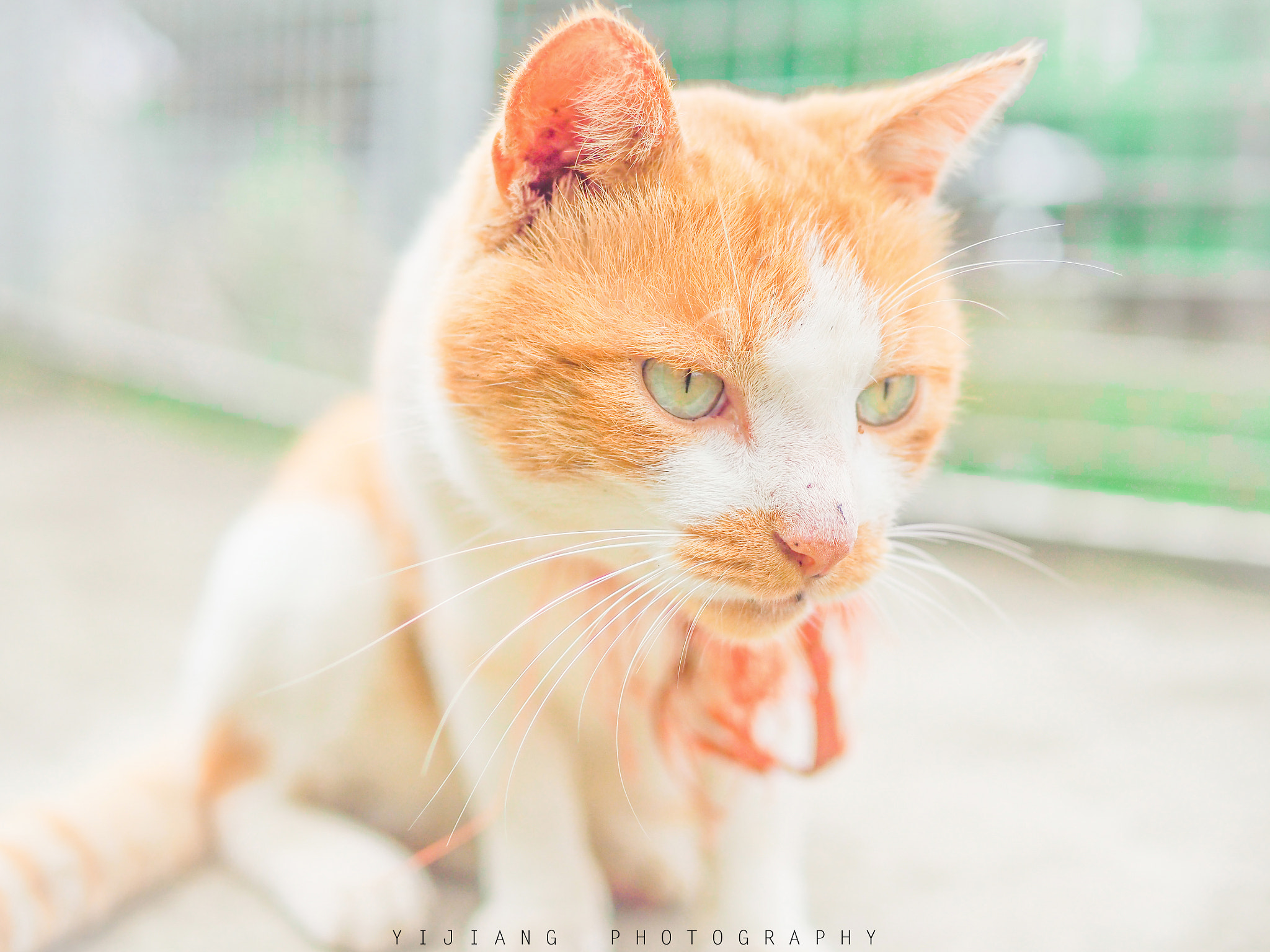 Olympus OM-D E-M10 + Panasonic Leica DG Summilux 25mm F1.4 II ASPH sample photo. Fat cat photography