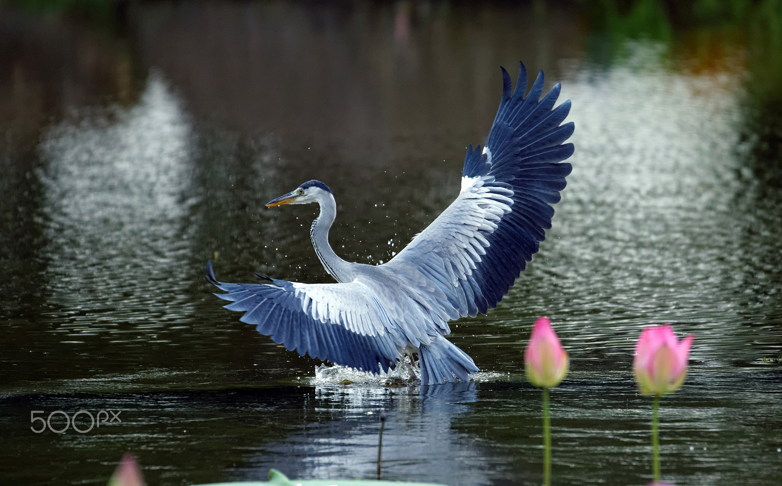 Tamron SP 150-600mm F5-6.3 Di VC USD sample photo. Grey heron photography