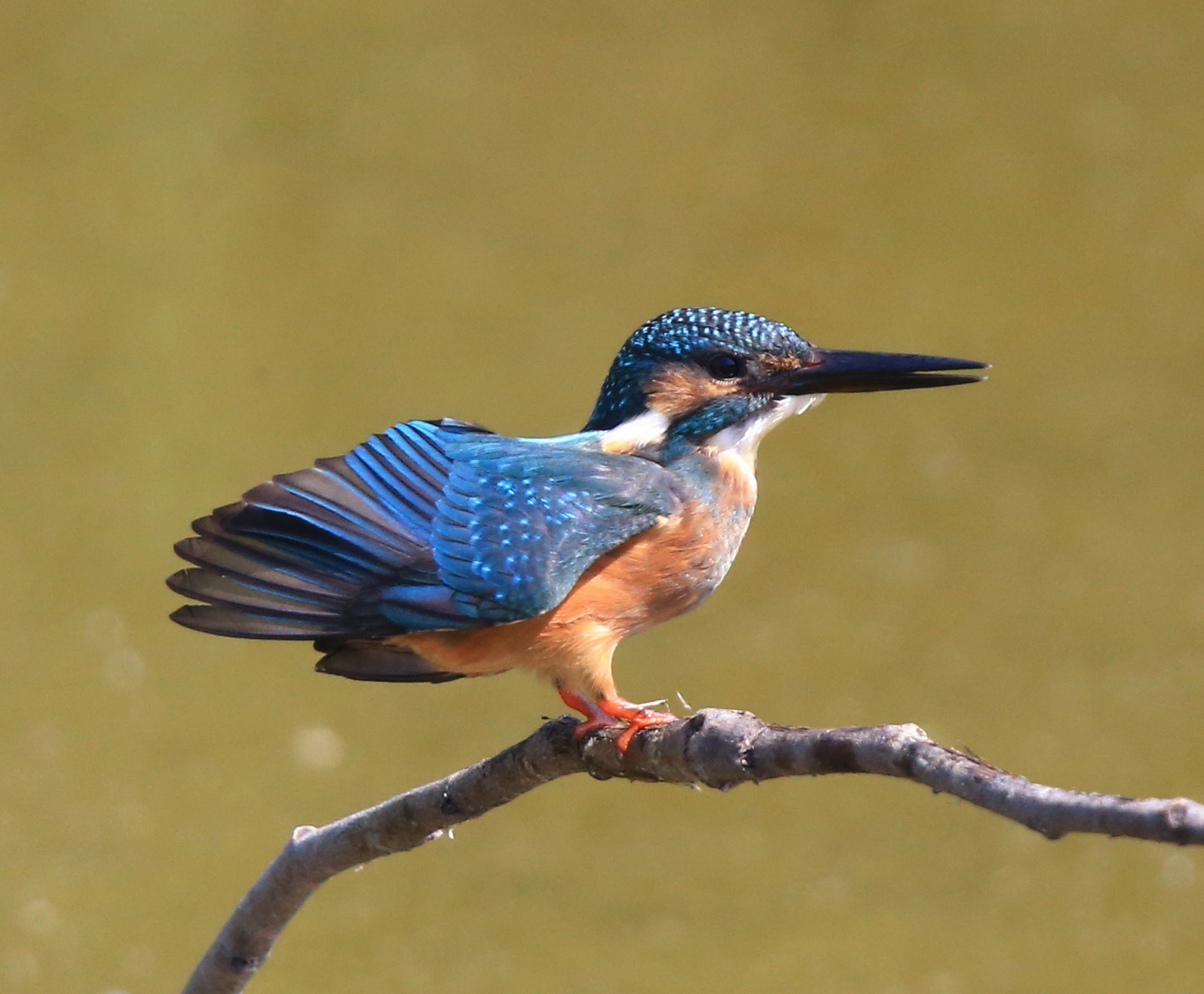 Canon EF 600mm F4L IS II USM sample photo. 234 photography