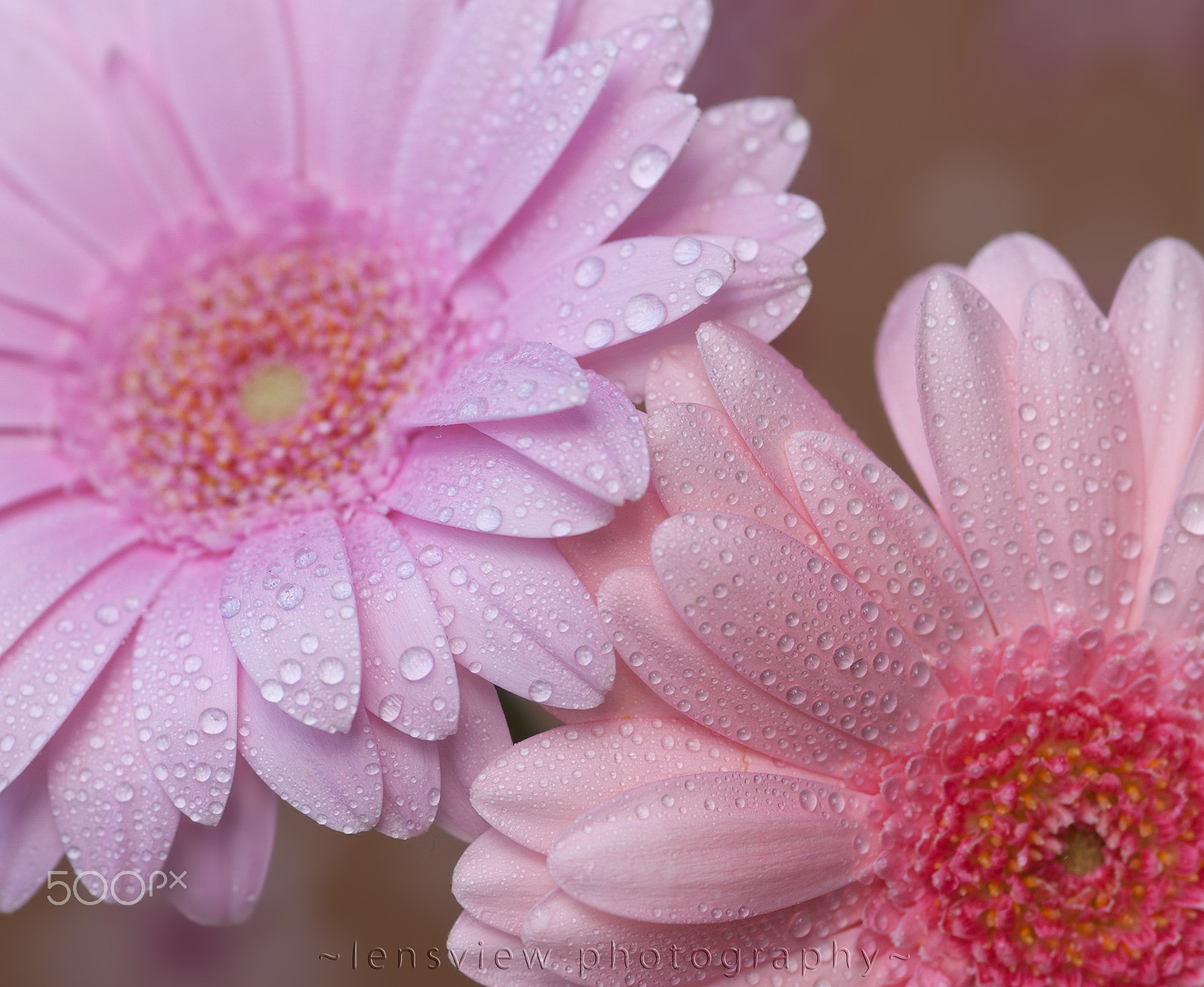 Sigma 105mm F2.8 EX DG Macro sample photo. :: photography