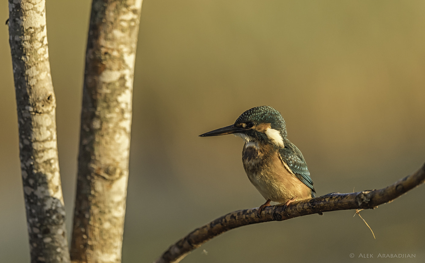 Nikon AF-S Nikkor 400mm F2.8E FL ED VR sample photo. Where is my fish? photography