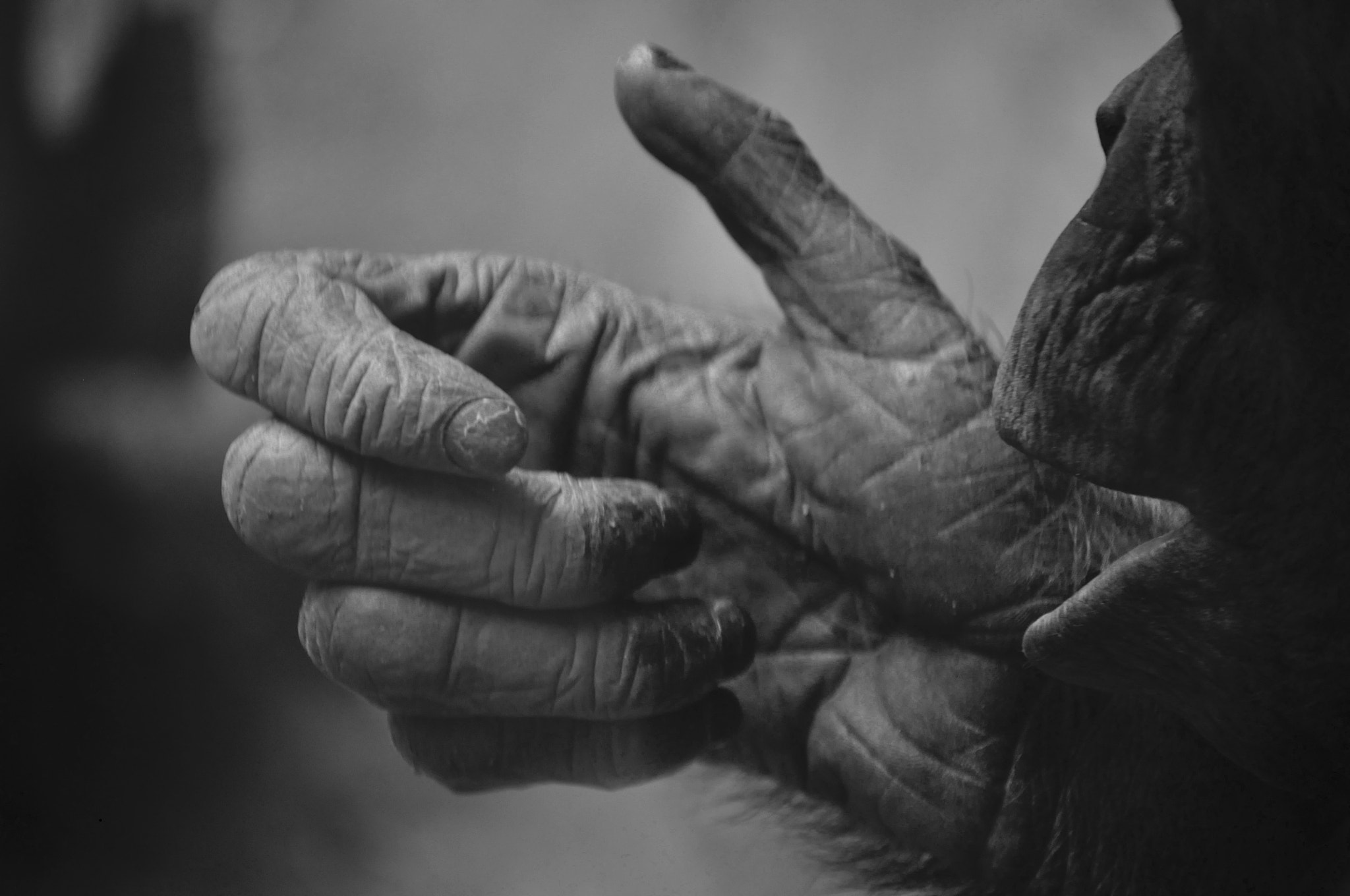 Nikon D5000 sample photo. Monkey hand photography