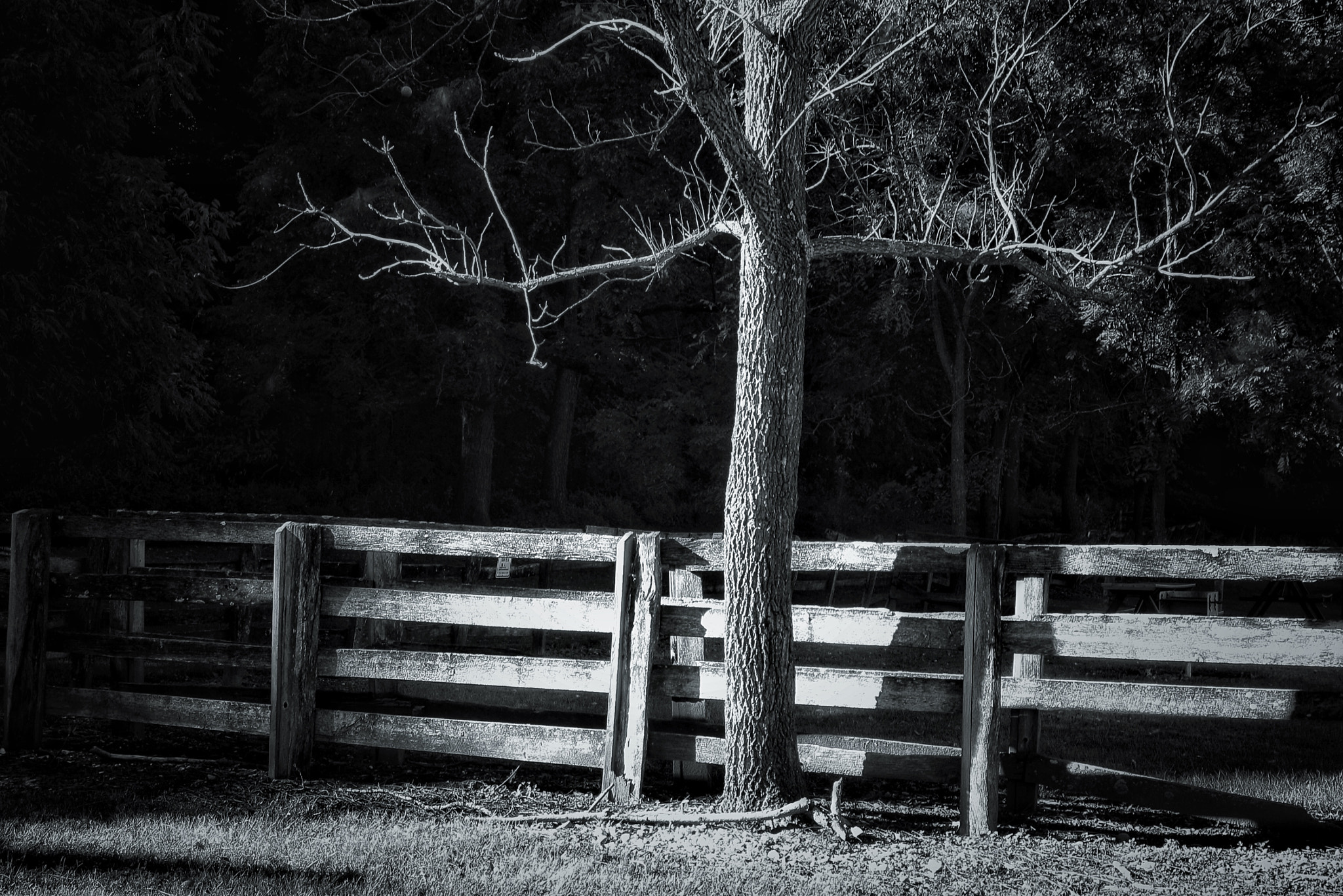 Canon EOS 1000D (EOS Digital Rebel XS / EOS Kiss F) sample photo. Tree by the fence photography