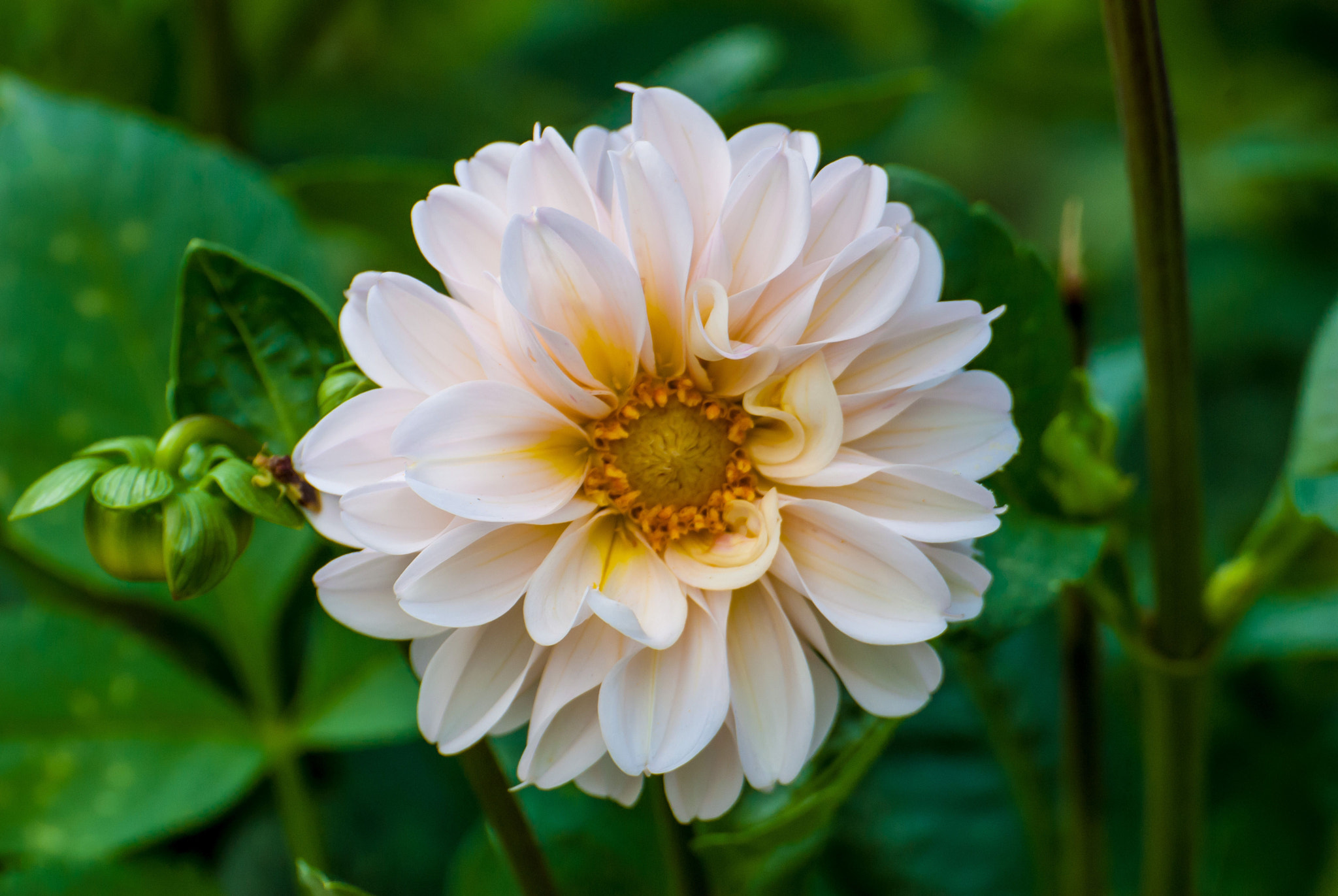 Nikon D200 sample photo
