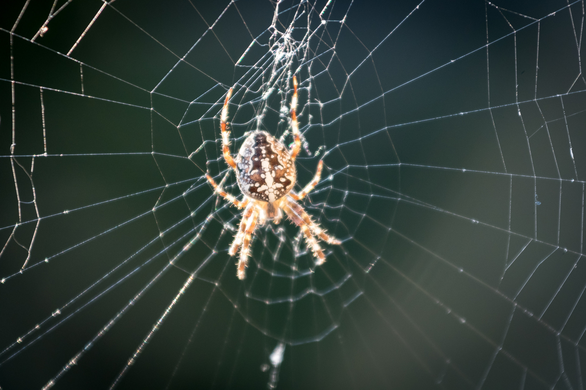 Nikon AF-S Nikkor 70-200mm F4G ED VR sample photo. Spider photography