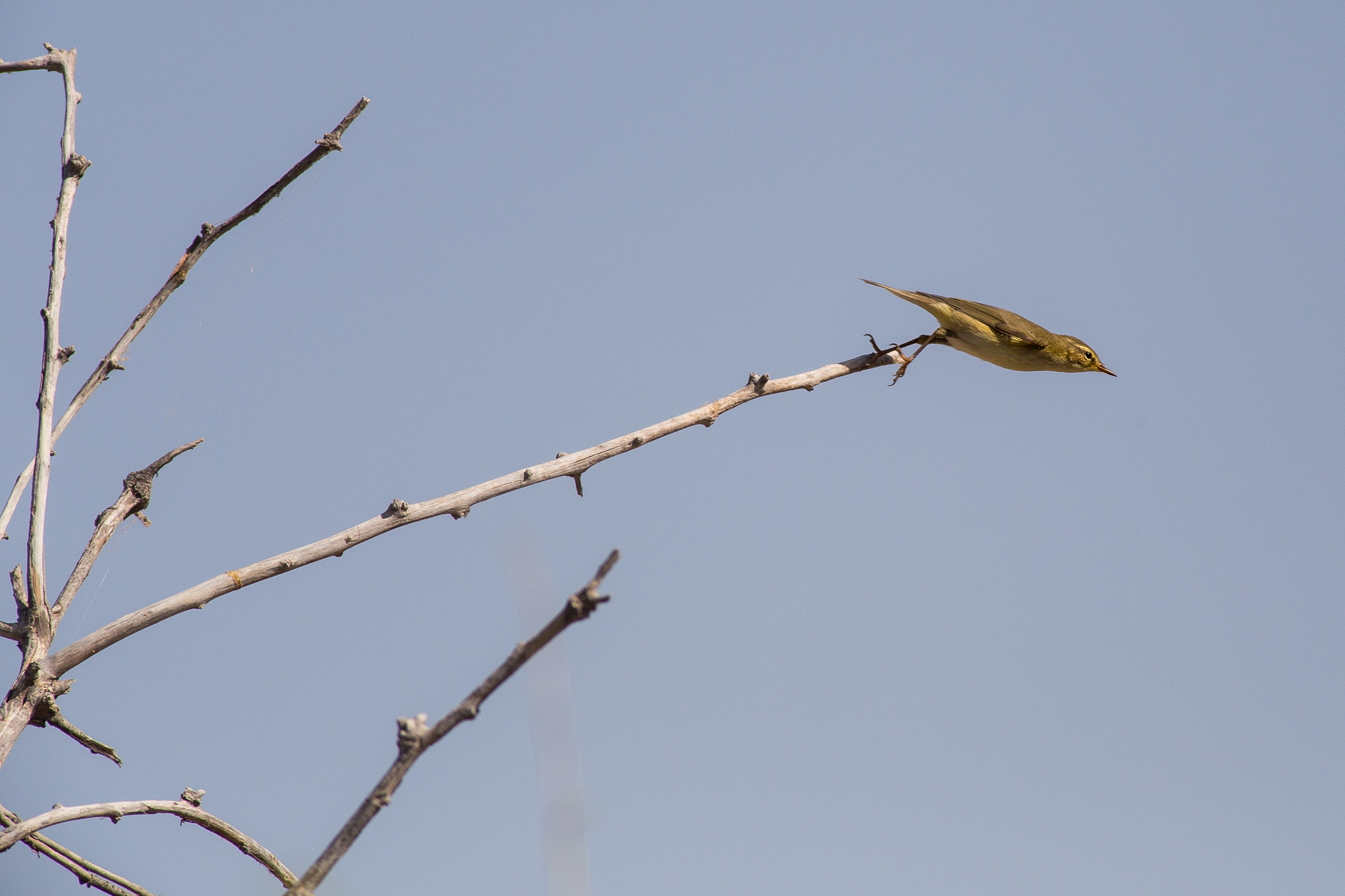 Canon EOS 6D + Canon EF 400mm F5.6L USM sample photo. Warbler photography
