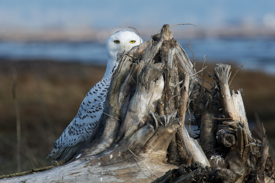 Nikon D800 sample photo. Snowy owl photography