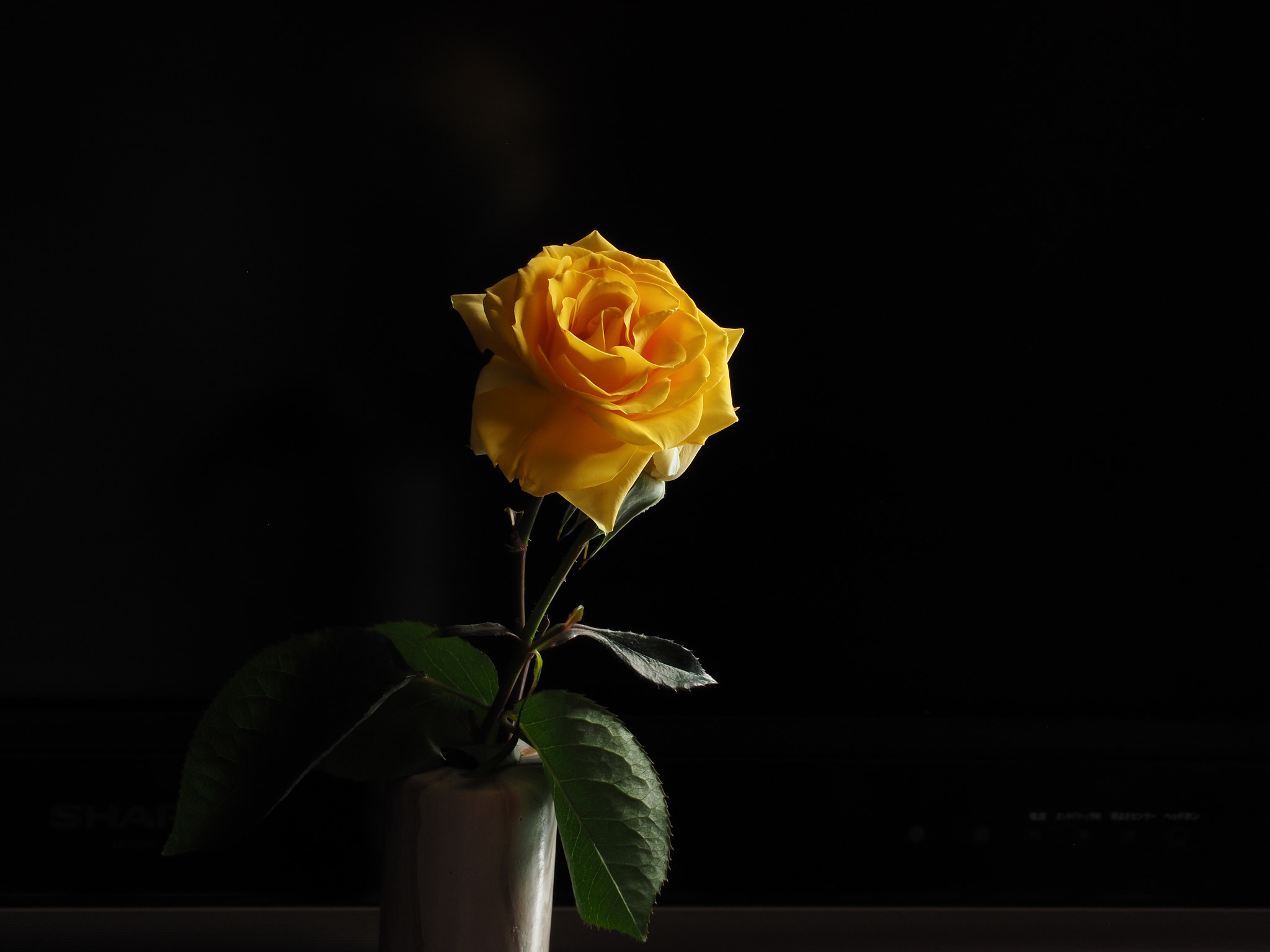 Panasonic Leica DG Macro-Elmarit 45mm F2.8 ASPH OIS sample photo