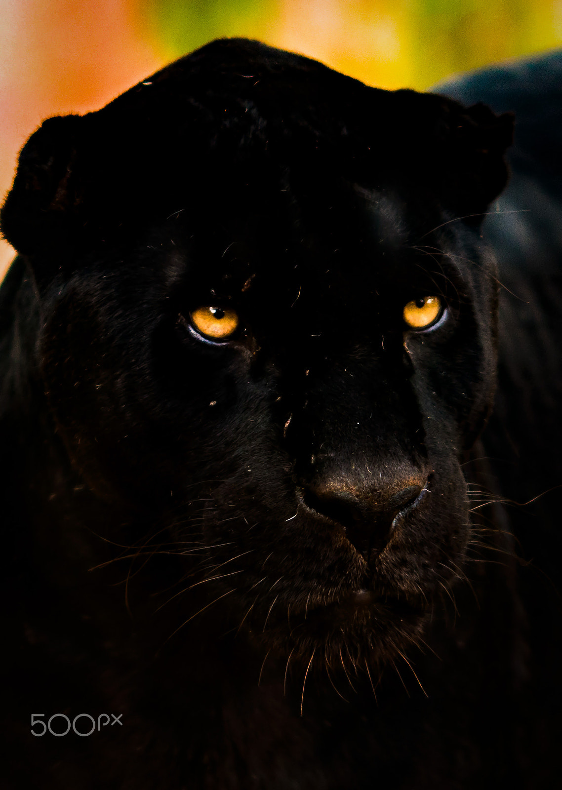 Nikon D800 + AF DC-Nikkor 135mm f/2D sample photo. Black panther portrait iii photography