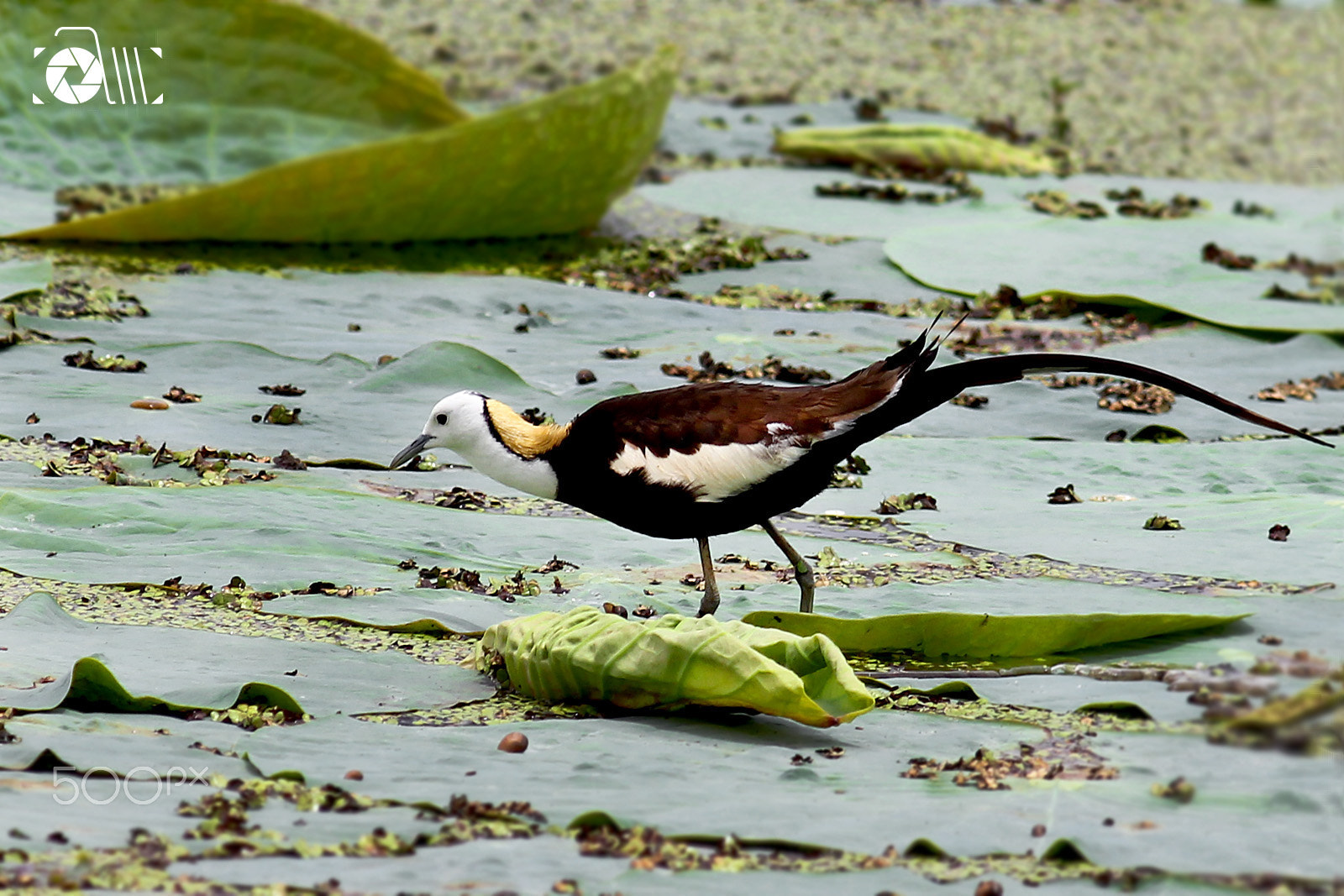 Canon EOS 550D (EOS Rebel T2i / EOS Kiss X4) + Canon EF 400mm F5.6L USM sample photo. Pheasant tailed jacana, male photography