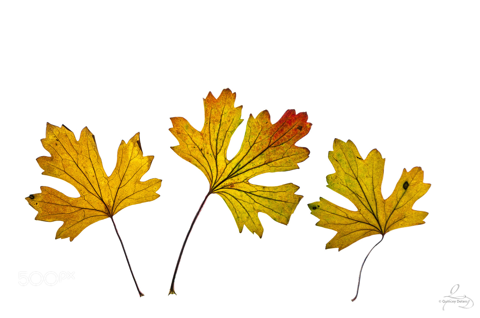 Nikon D300 sample photo. Fall leaves © quincey deters photography