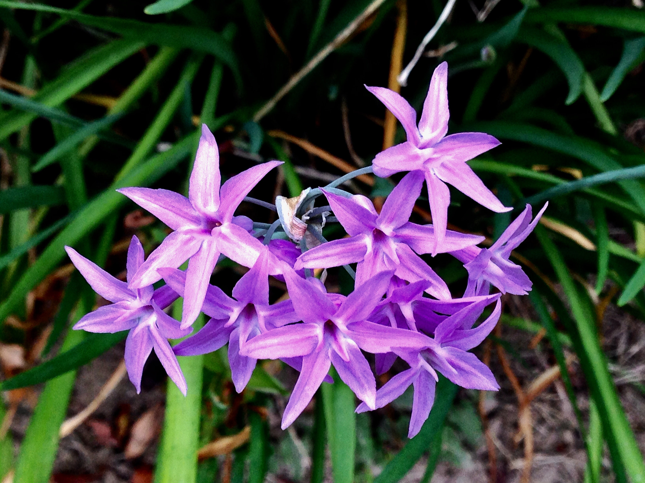 Apple iPhone5,2 sample photo. Tulbaghia violacea 紫娇花 photography