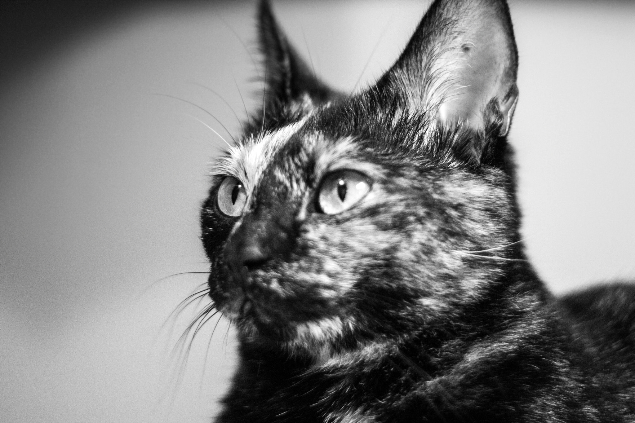 Canon EOS 1000D (EOS Digital Rebel XS / EOS Kiss F) sample photo. Purrtrait photography