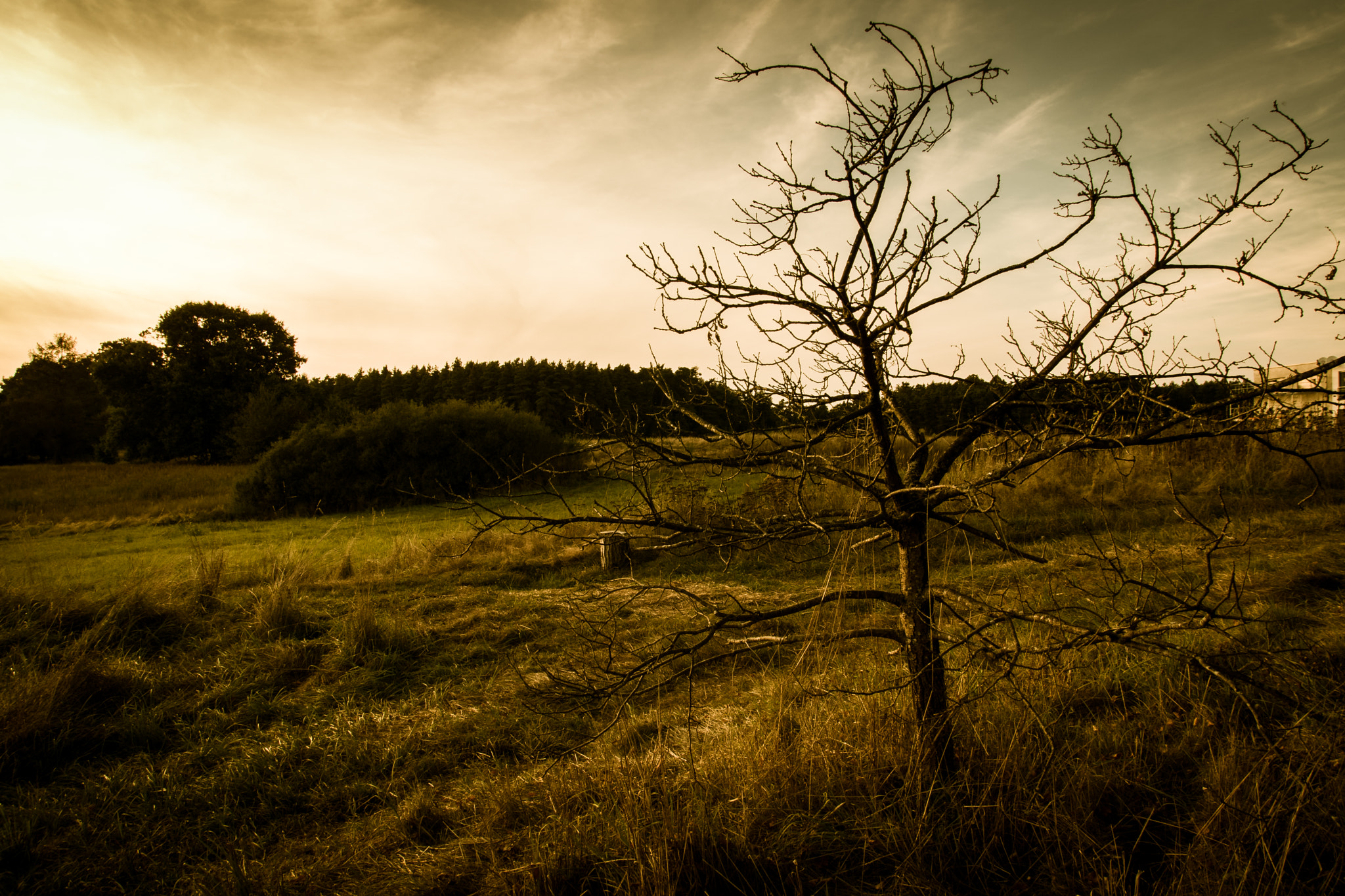 Sony ILCA-77M2 sample photo. Lonely tree photography