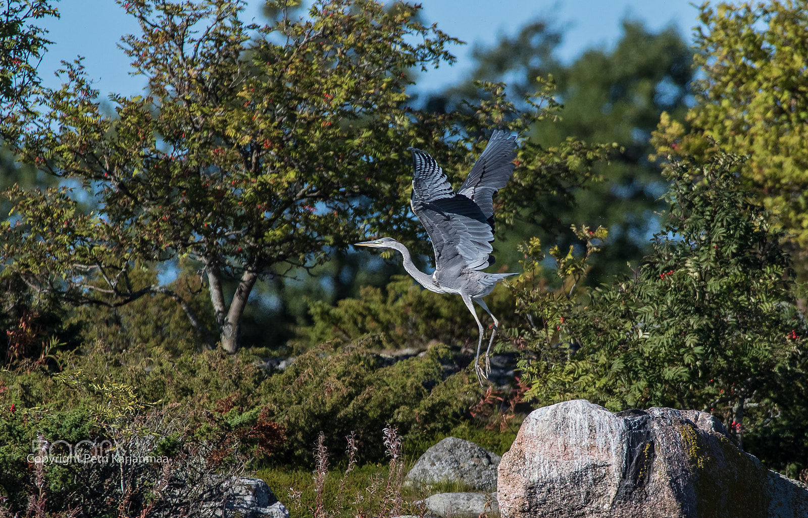 Canon EF 300mm f/2.8L + 1.4x sample photo. Take-off photography