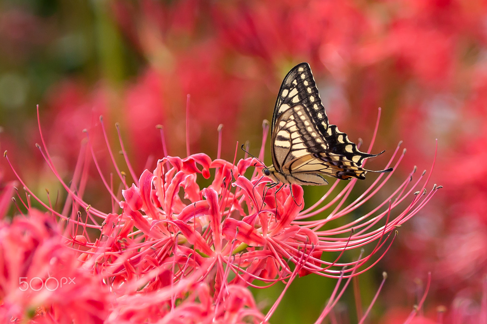 Canon EOS-1D X sample photo. Butterfly on red lily photography