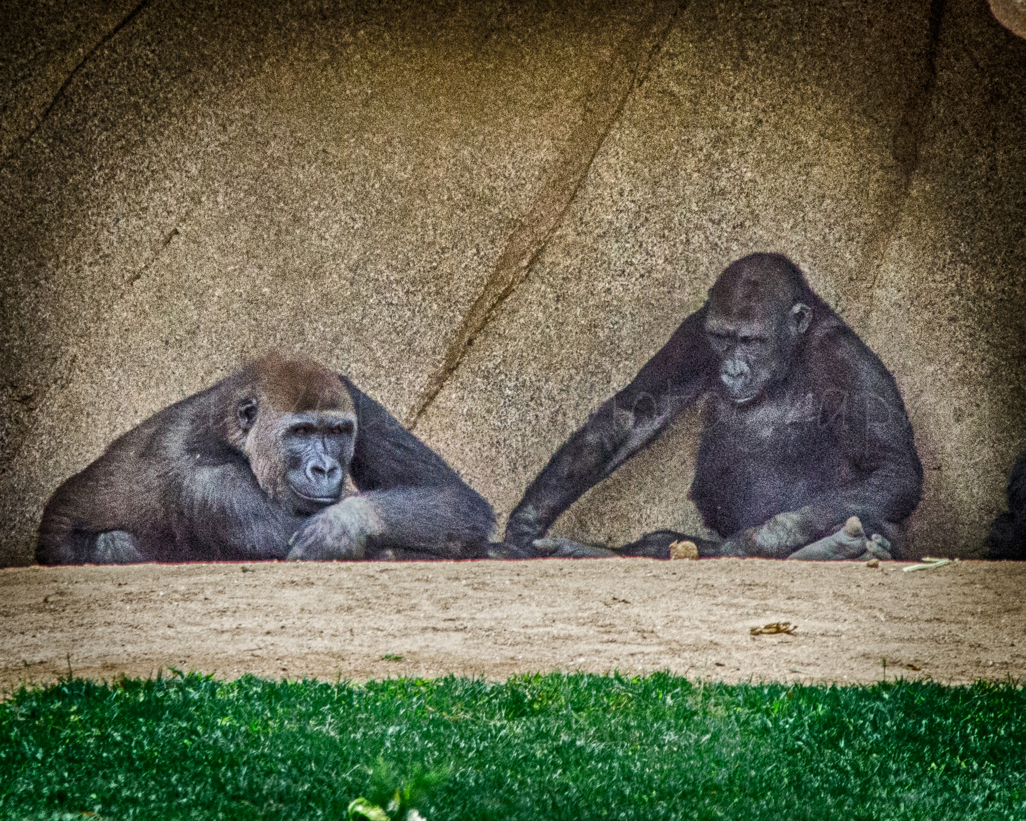 Sigma 18-125mm F3.8-5.6 DC OS HSM sample photo. Gorilla thinking photography