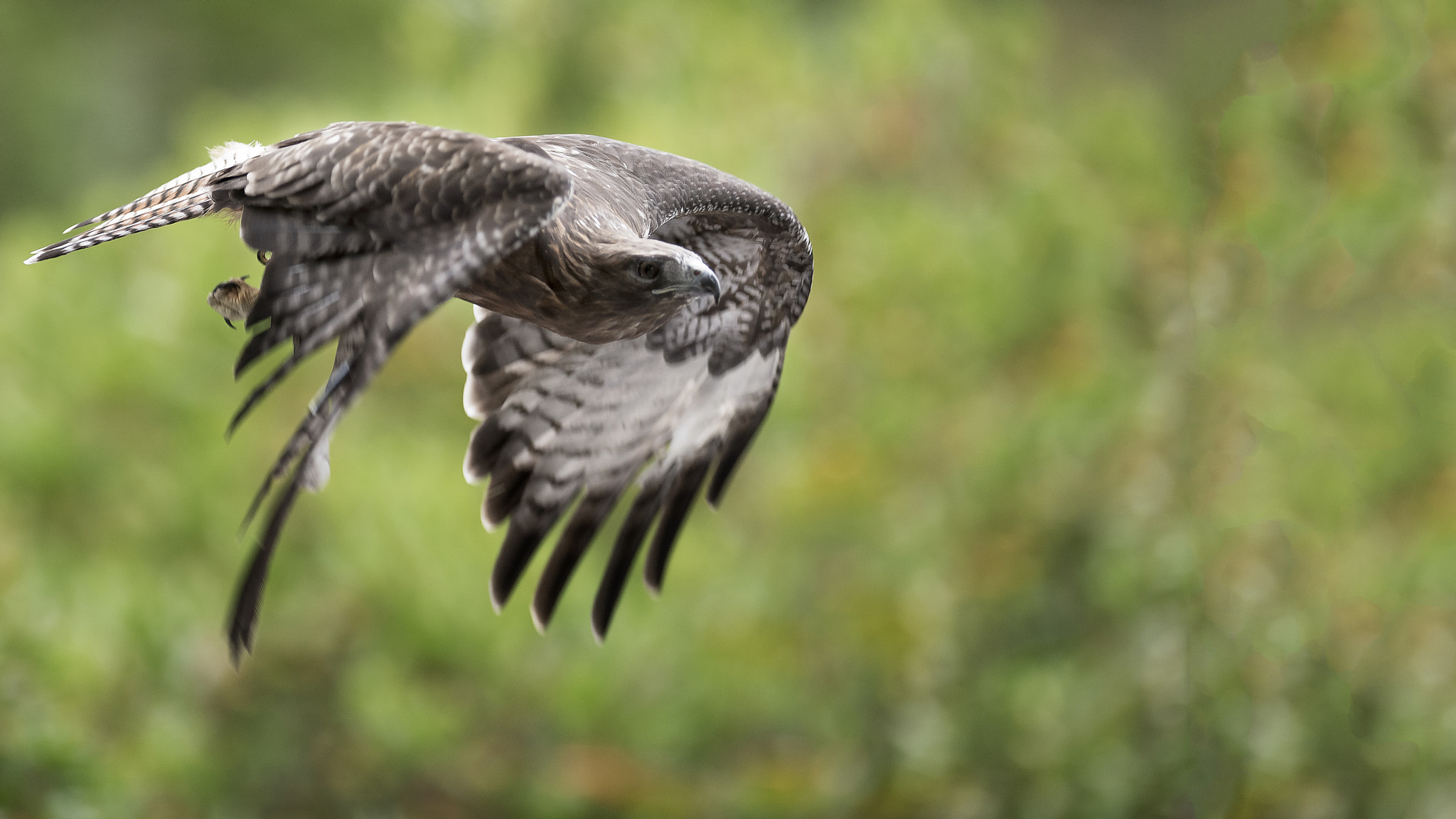 Nikon AF-S Nikkor 300mm F2.8G ED VR II sample photo. Flying hawk photography