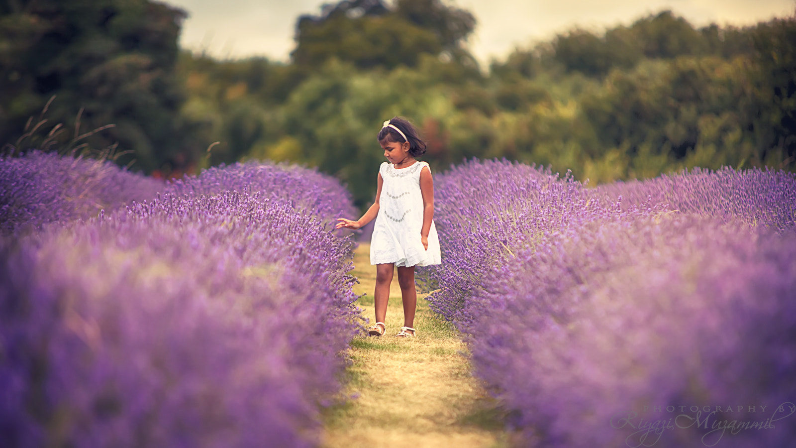 Sigma 70-200mm F2.8 EX DG OS HSM sample photo. Lavender walk photography
