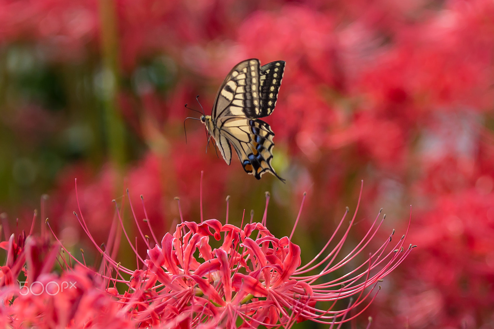 Canon EOS-1D X sample photo. Flying butterfly photography