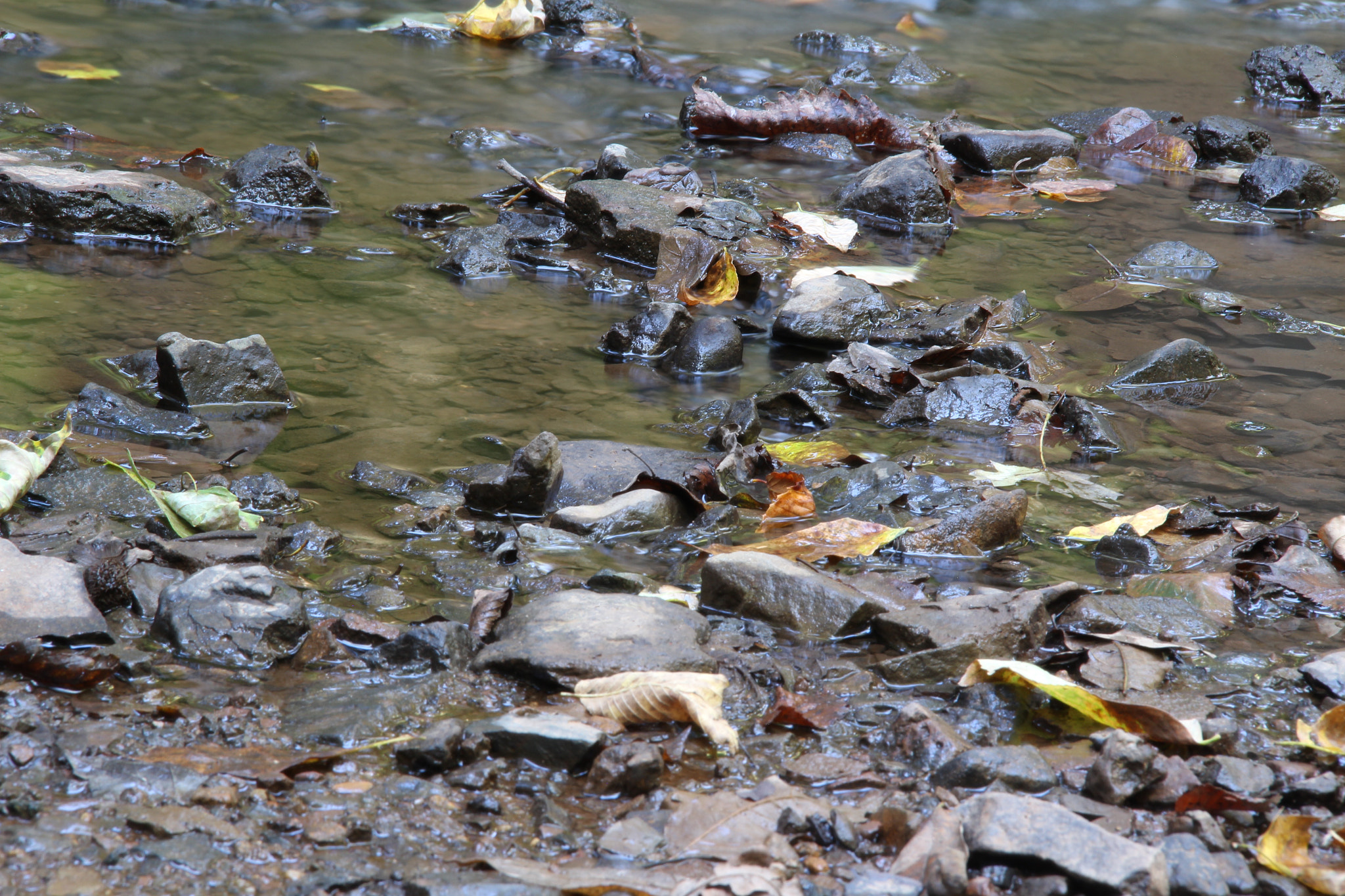 Canon EOS 100D (EOS Rebel SL1 / EOS Kiss X7) sample photo. The fall is beautiful photography