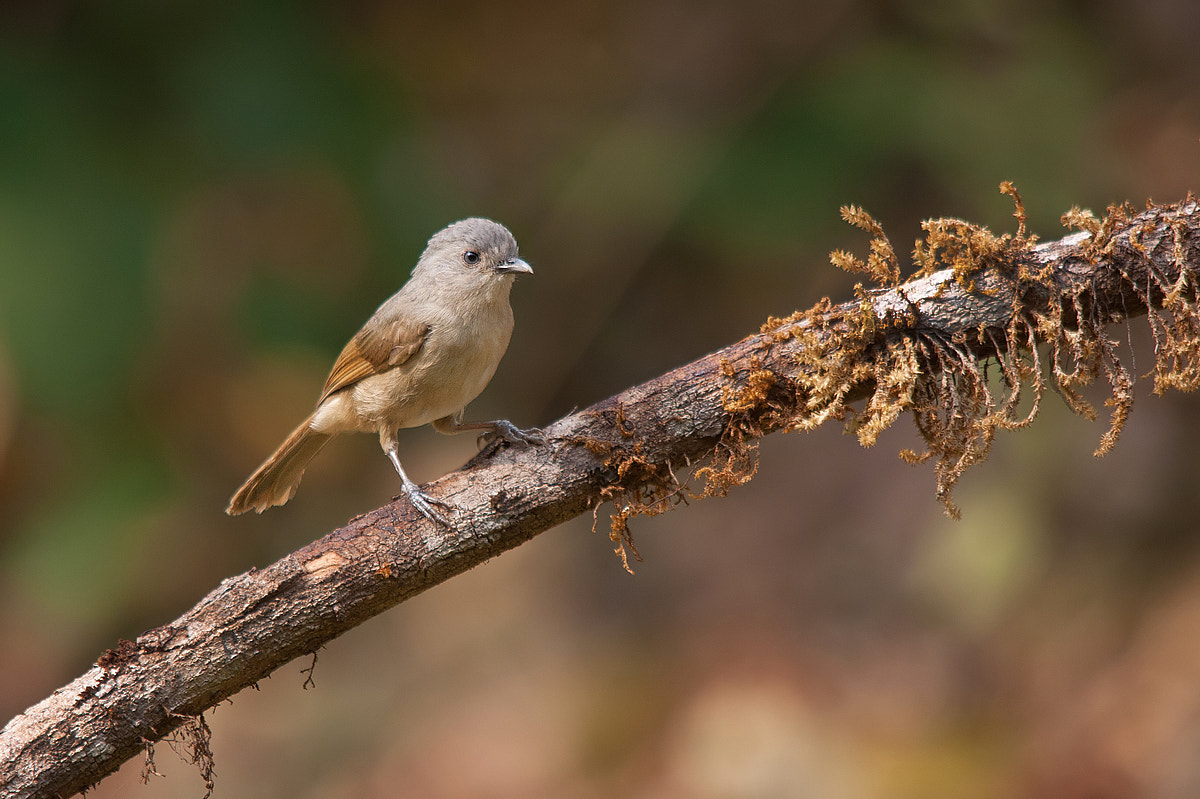 Sigma 150-500mm F5-6.3 DG OS HSM sample photo. Brown-cheeked fulvetta photography