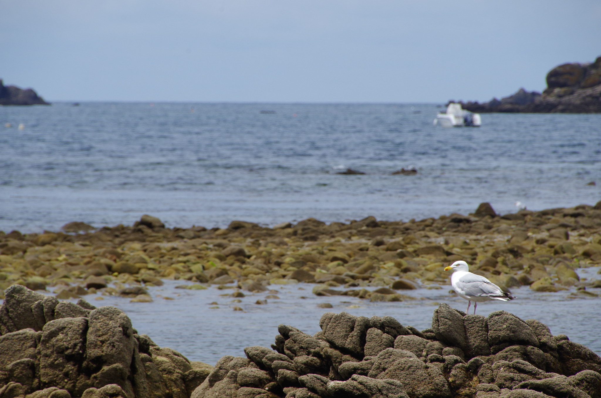 Pentax K-30 sample photo. Seagull watcher photography