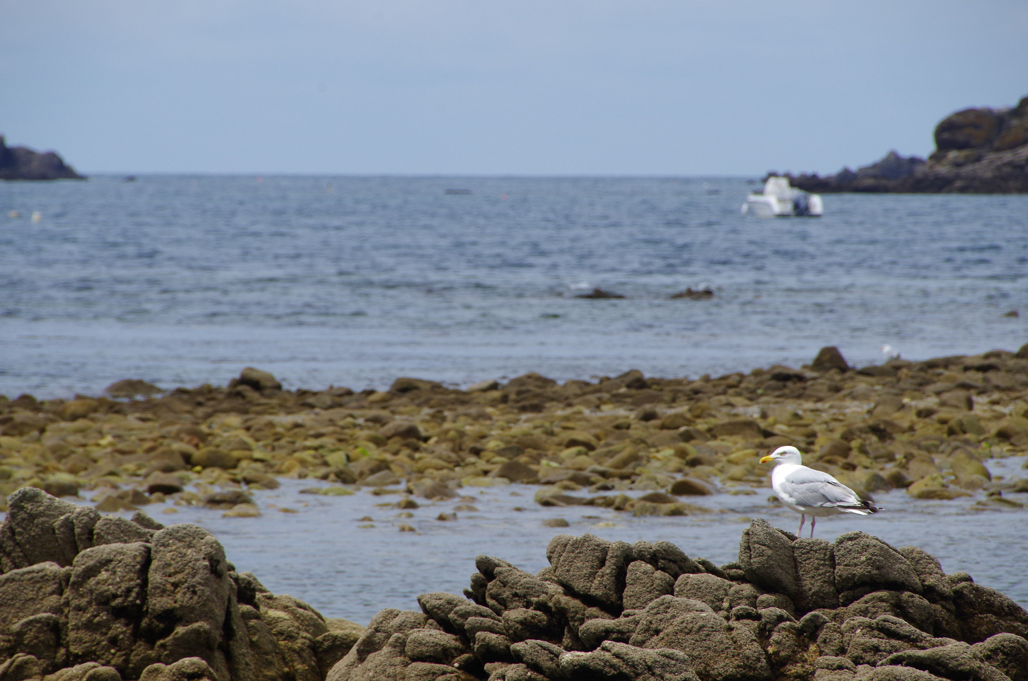 Pentax smc DA 18-270mm F3.5-6.3 ED SDM sample photo. Seagull watcher photography