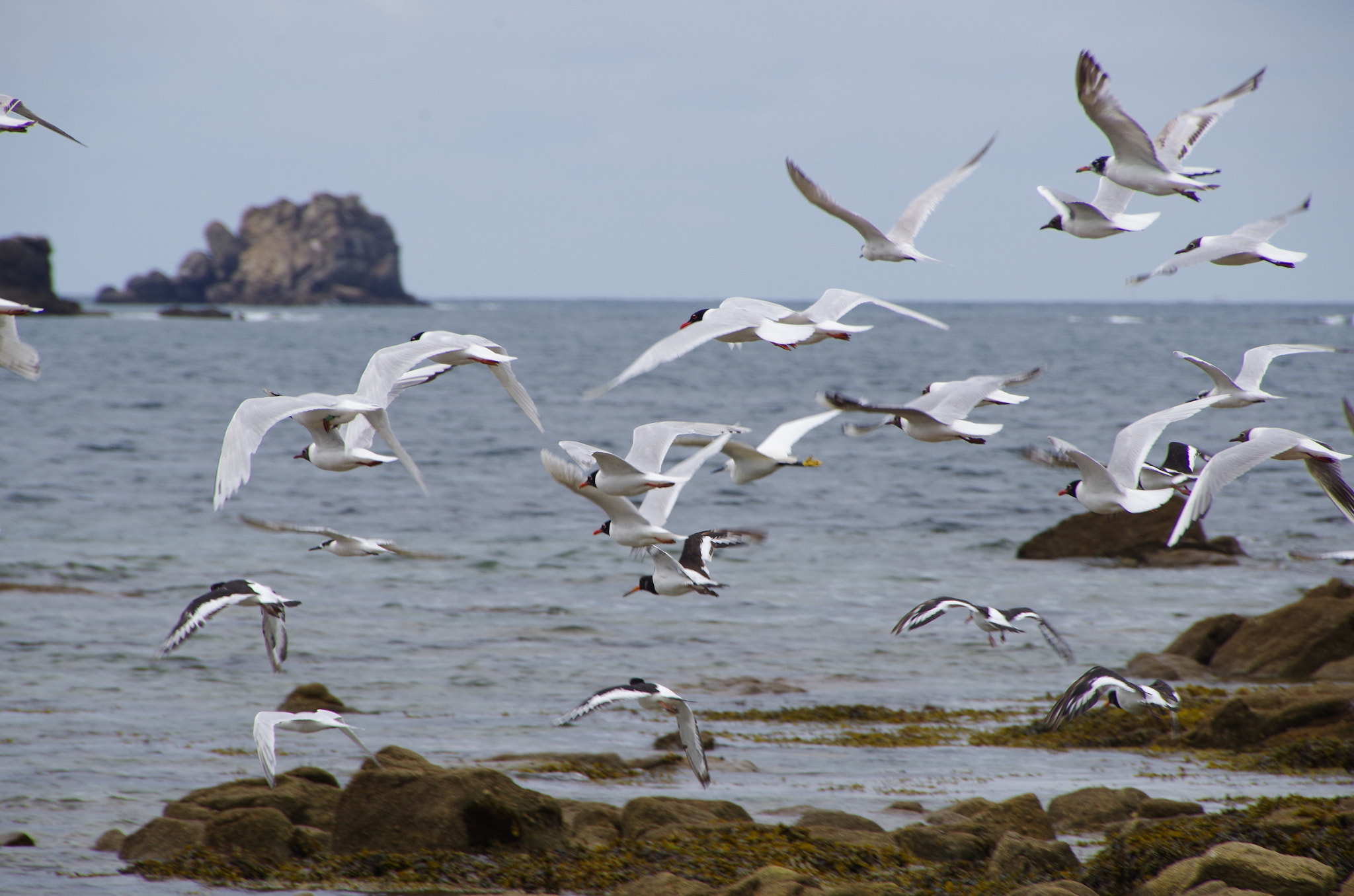 Pentax smc DA 18-270mm F3.5-6.3 ED SDM sample photo. Flying seagulls photography