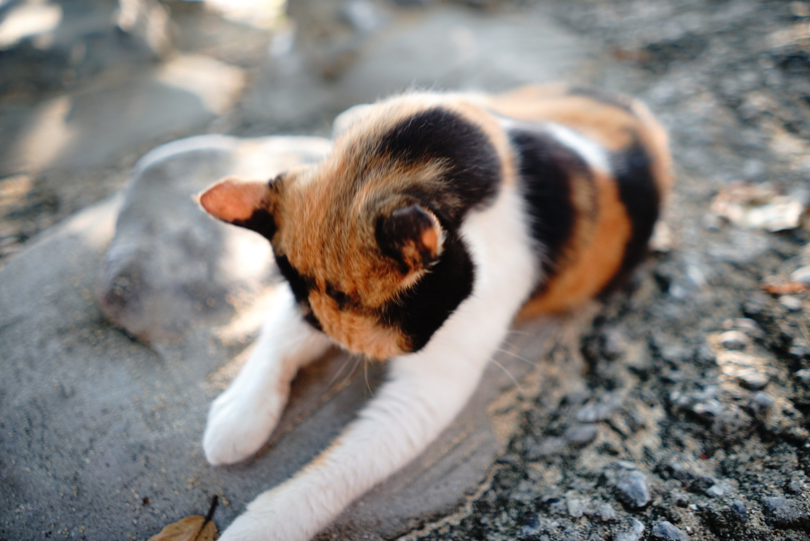 Sony a7 II + Sony FE 28mm F2 sample photo. Cat of sea photography