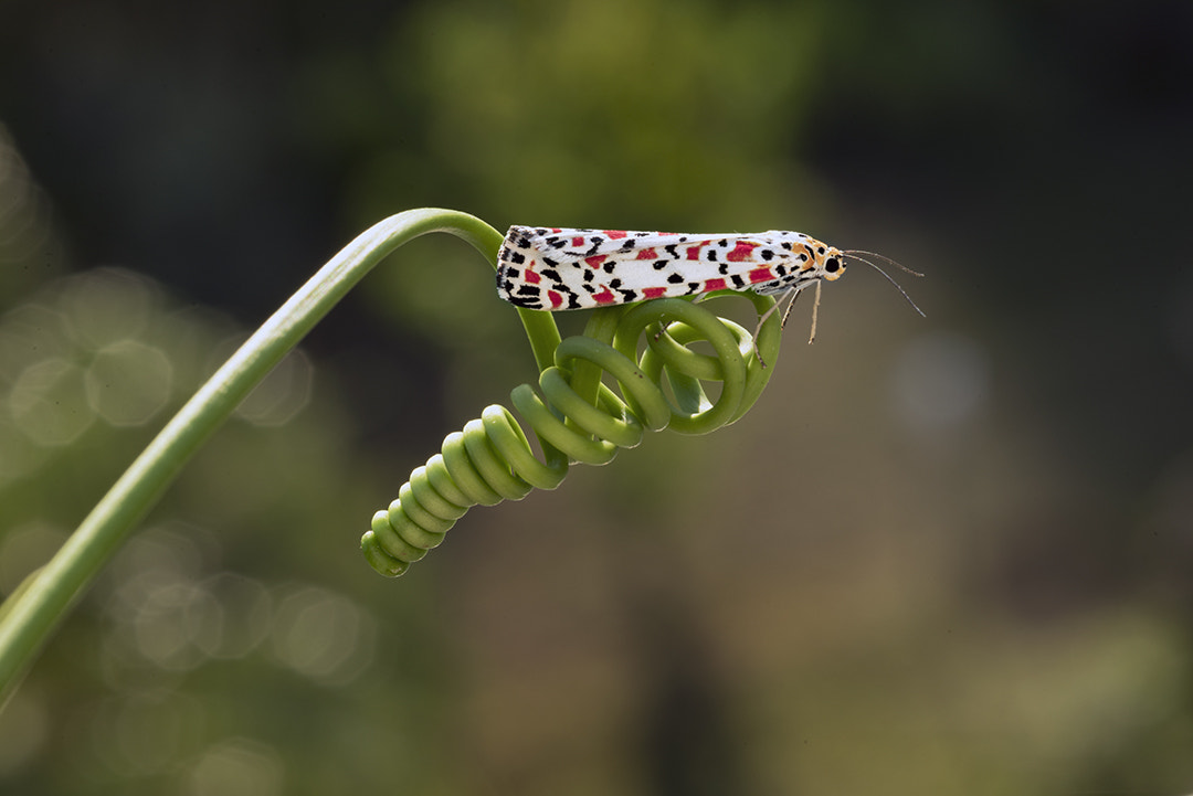 ZEISS Makro-Planar T* 100mm F2 sample photo. Utetheisa pulchella photography