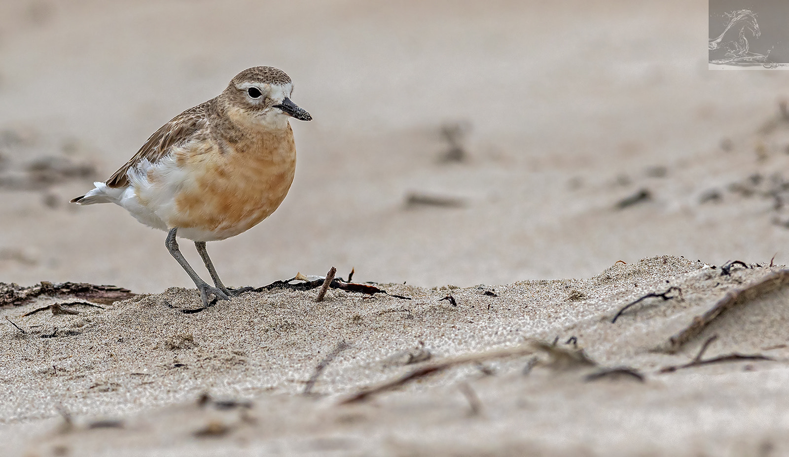 Canon EF 300mm F2.8L IS USM sample photo. Nz dotterel 06 photography