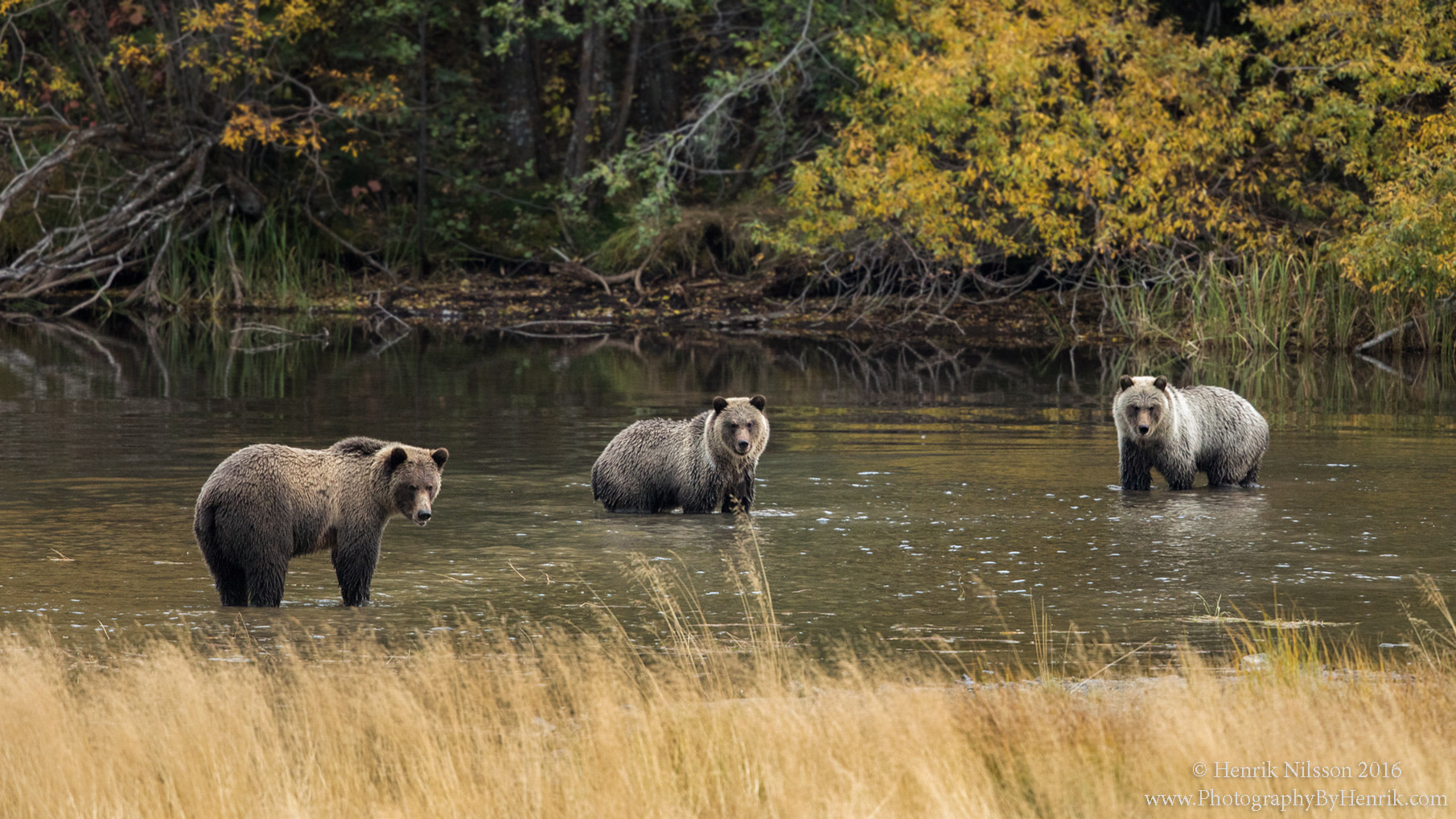 Canon EOS 5D Mark IV sample photo. Grizzlies photography