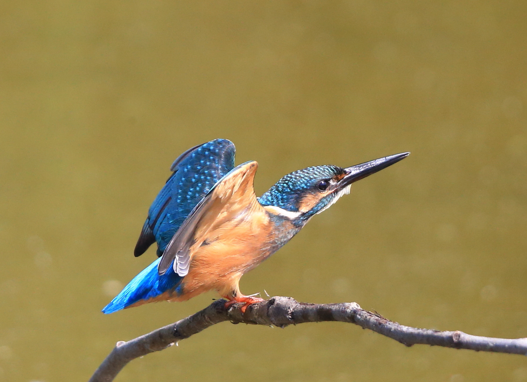 Canon EF 600mm F4L IS II USM sample photo. 238 photography