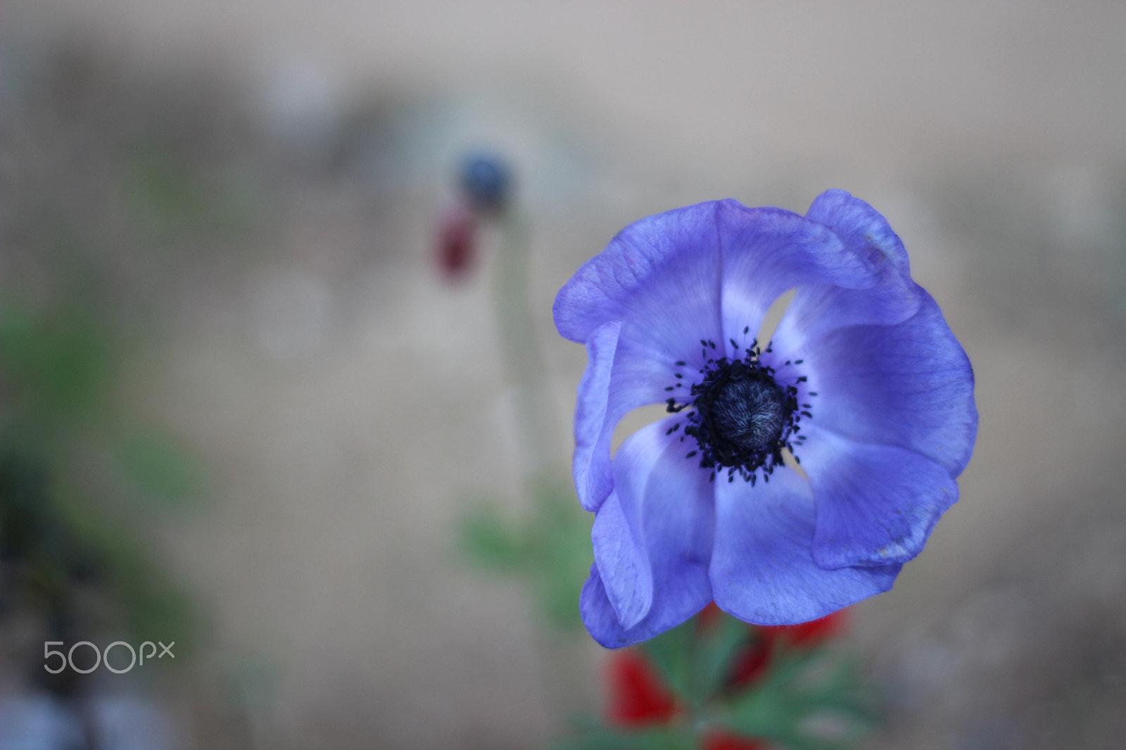 Canon EF 50mm f/1.8 sample photo. Purple flower photography
