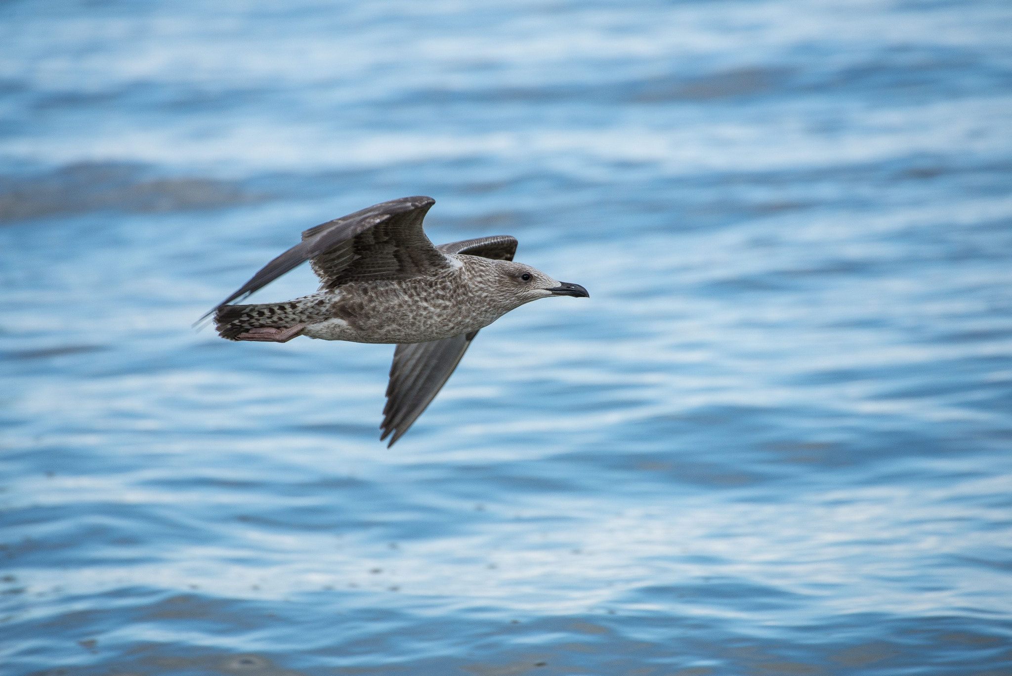 Nikon D600 sample photo. Seagull flying photography