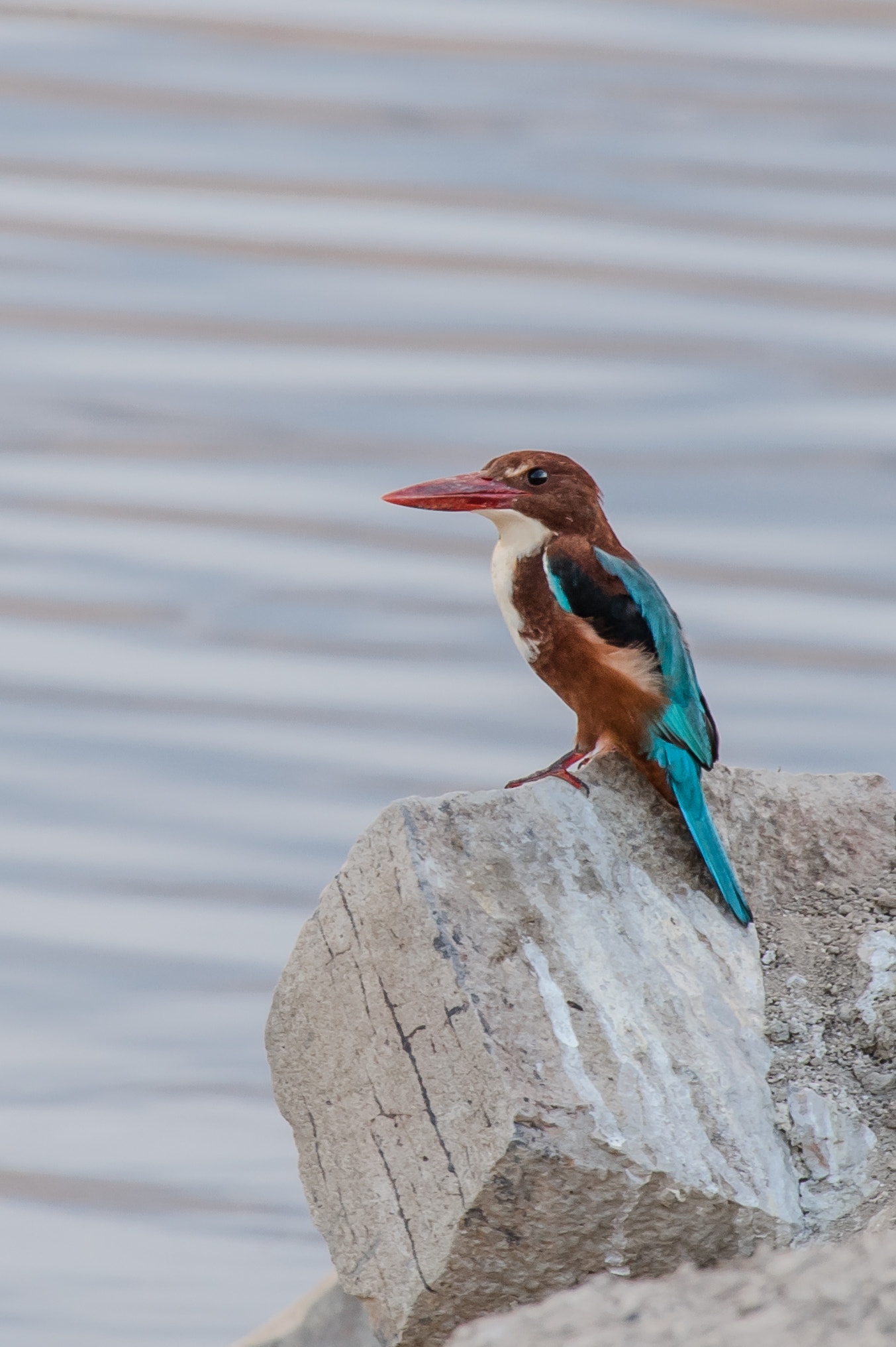 Nikon AF-S Nikkor 200-500mm F5.6E ED VR sample photo. A friend photography
