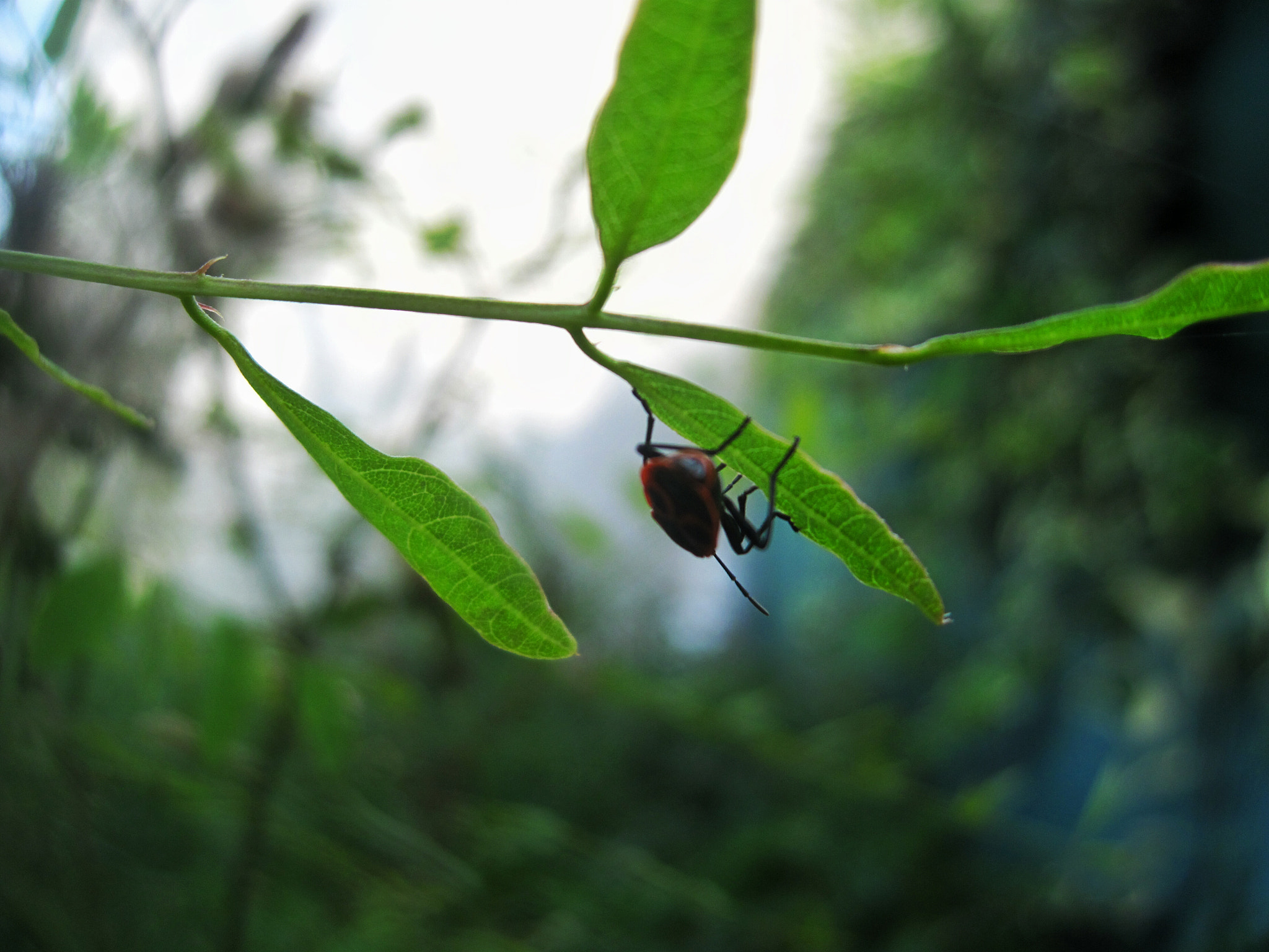 Canon PowerShot SD990 IS (Digital IXUS 980 IS / IXY Digital 3000 IS) sample photo. Red insect  photography