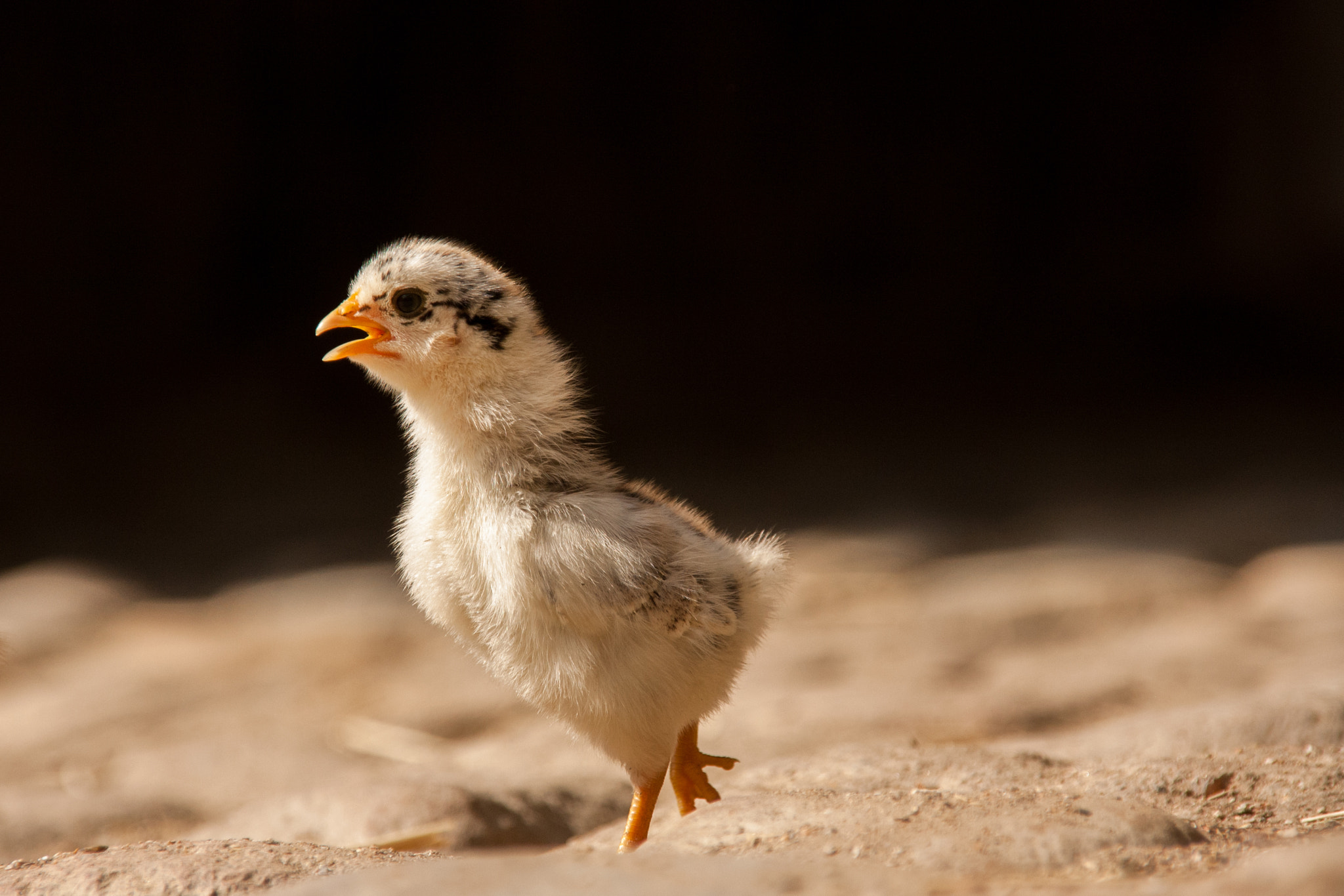 Sigma 18-200mm f/3.5-6.3 DC OS sample photo. Cute little chick ^^ photography