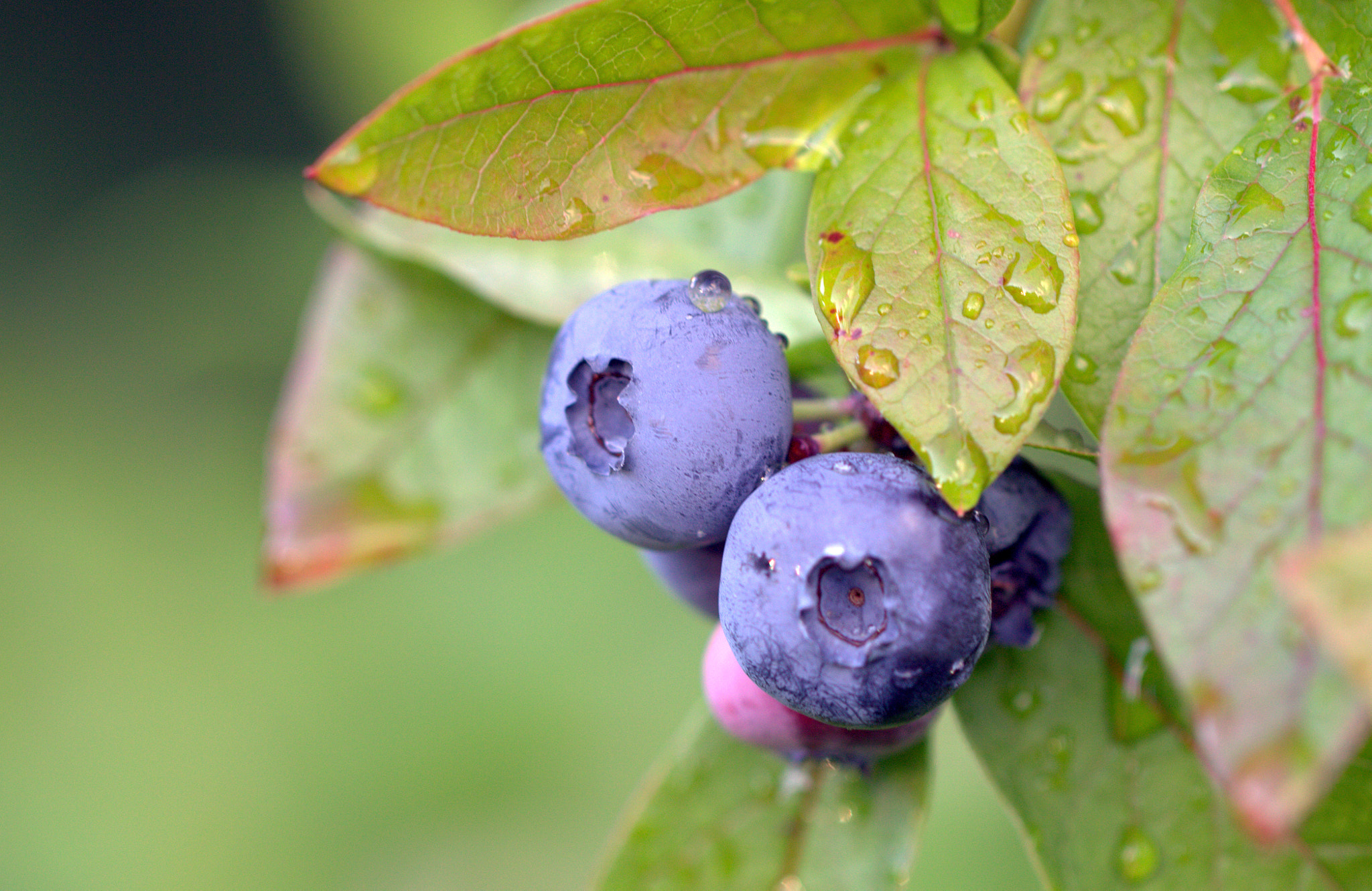 Canon EOS 600D (Rebel EOS T3i / EOS Kiss X5) + Canon EF 100mm F2.8L Macro IS USM sample photo. Blueberry photography