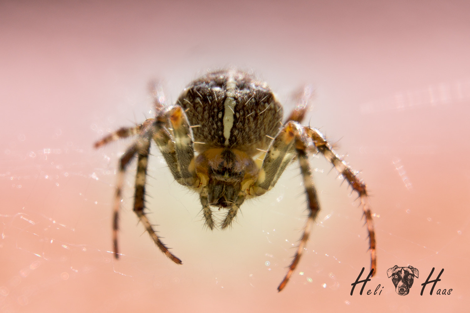 Sony E 18-200mm F3.5-6.3 OSS sample photo. Spider photography