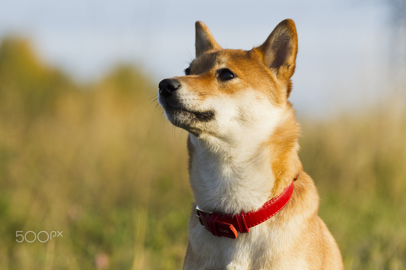 Canon EOS-1D Mark IV sample photo. Japanese breed of dogs sibu inu for a walk photography
