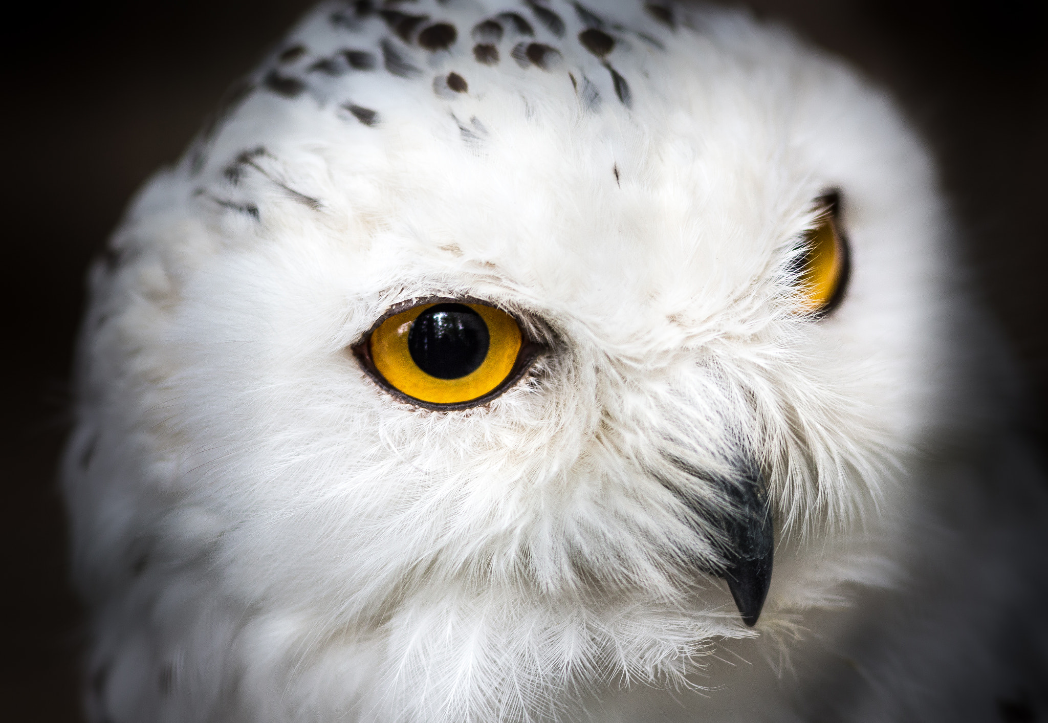 Canon EOS 6D + Canon EF 300mm F4L IS USM sample photo. A snowy owl from tirol photography