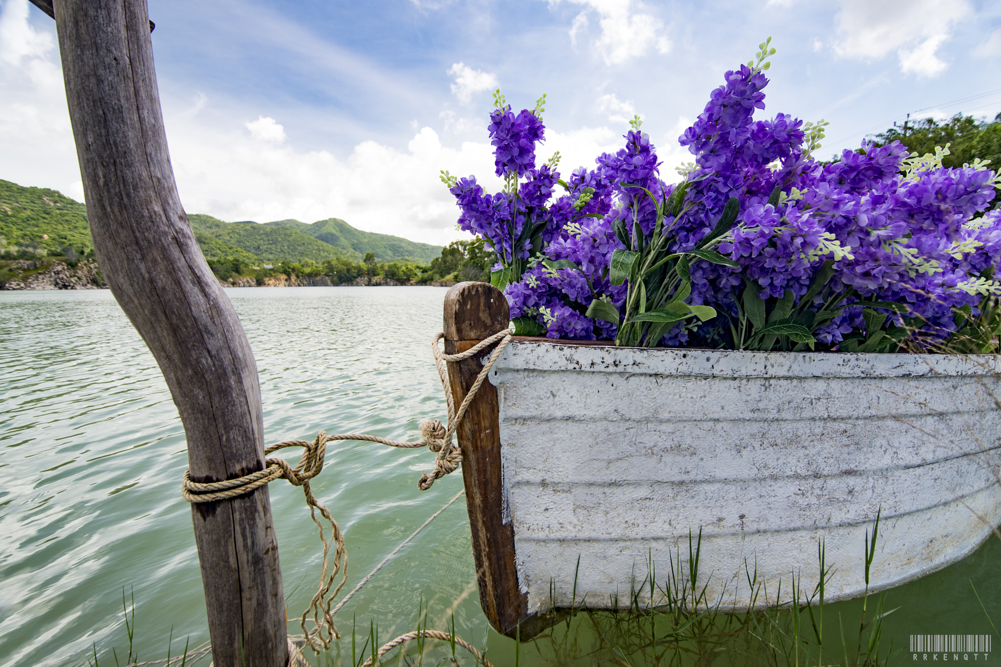 Tokina AT-X Pro 11-16mm F2.8 DX sample photo. Violet flower photography
