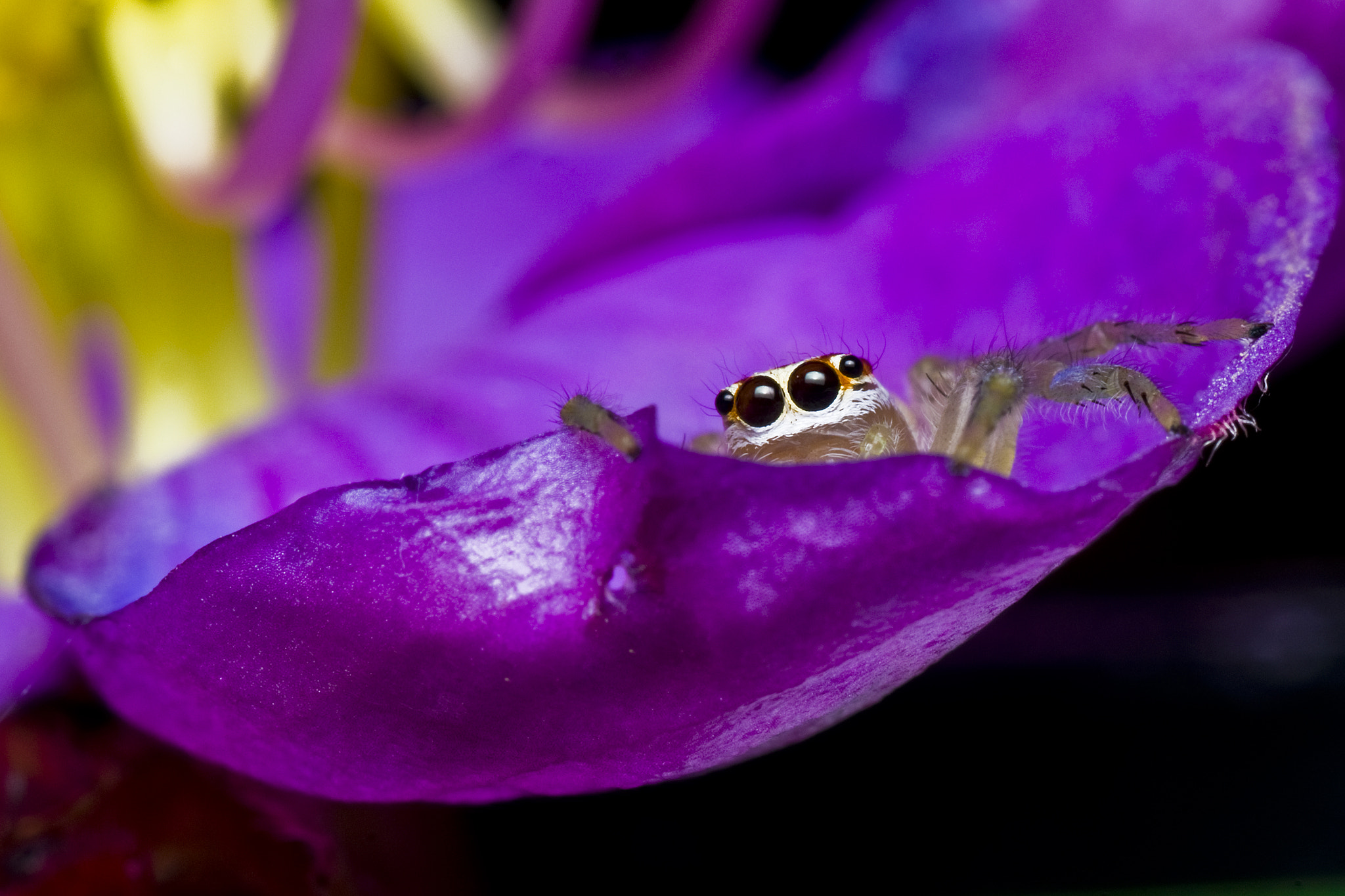 Jumping Spider Peace in the valley