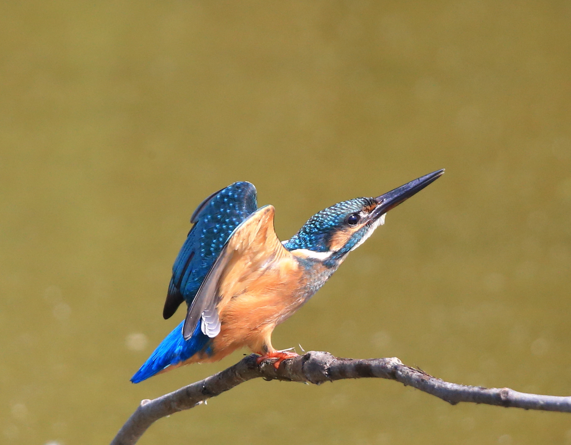 Canon EF 600mm F4L IS II USM sample photo. 239 photography