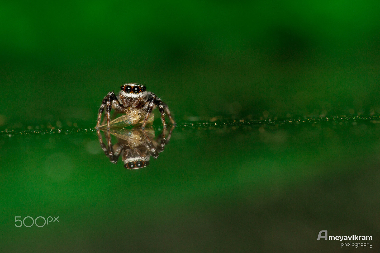 Canon EF 100mm F2.8 Macro USM sample photo. Jumping spider with kill - reflected photography