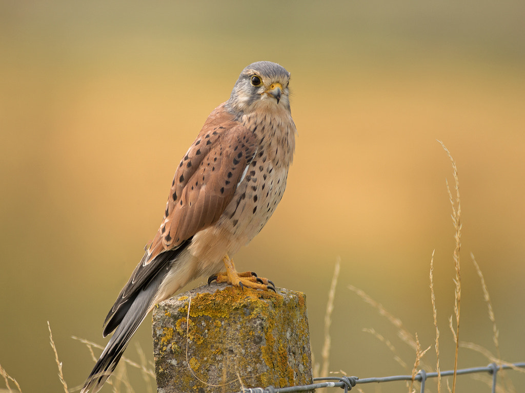 Minolta AF 400mm F4.5 HS-APO G sample photo. Kestrel photography