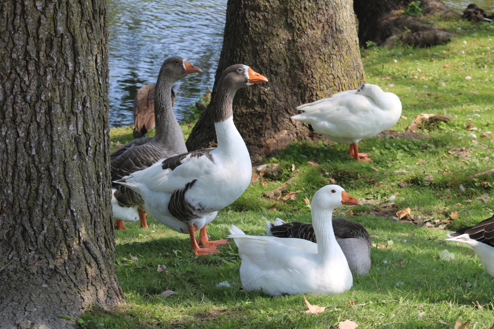 Canon EOS 760D (EOS Rebel T6s / EOS 8000D) sample photo. Varied geese photography
