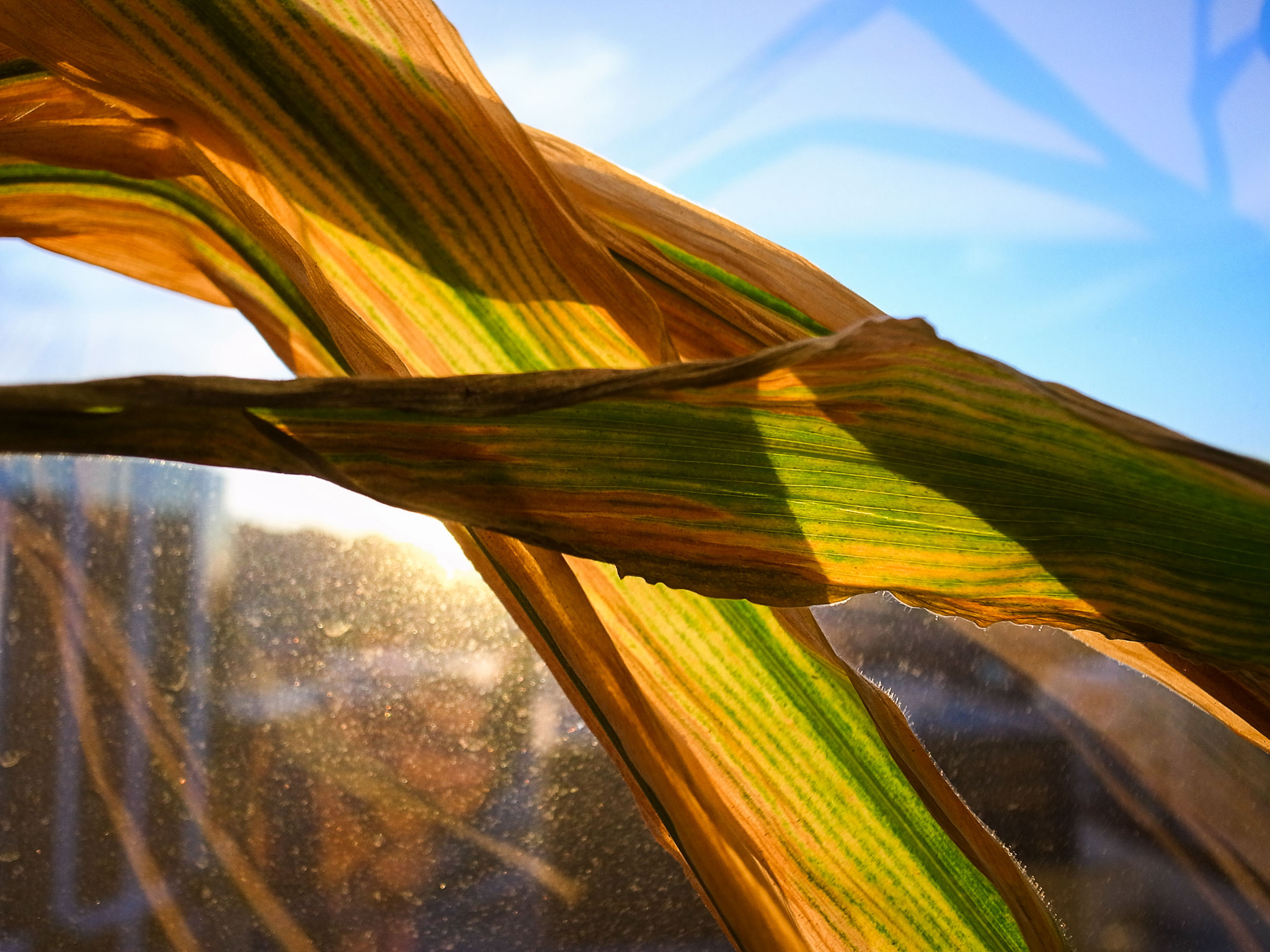 RICOH GR LENS sample photo. Corn leaves in window photography